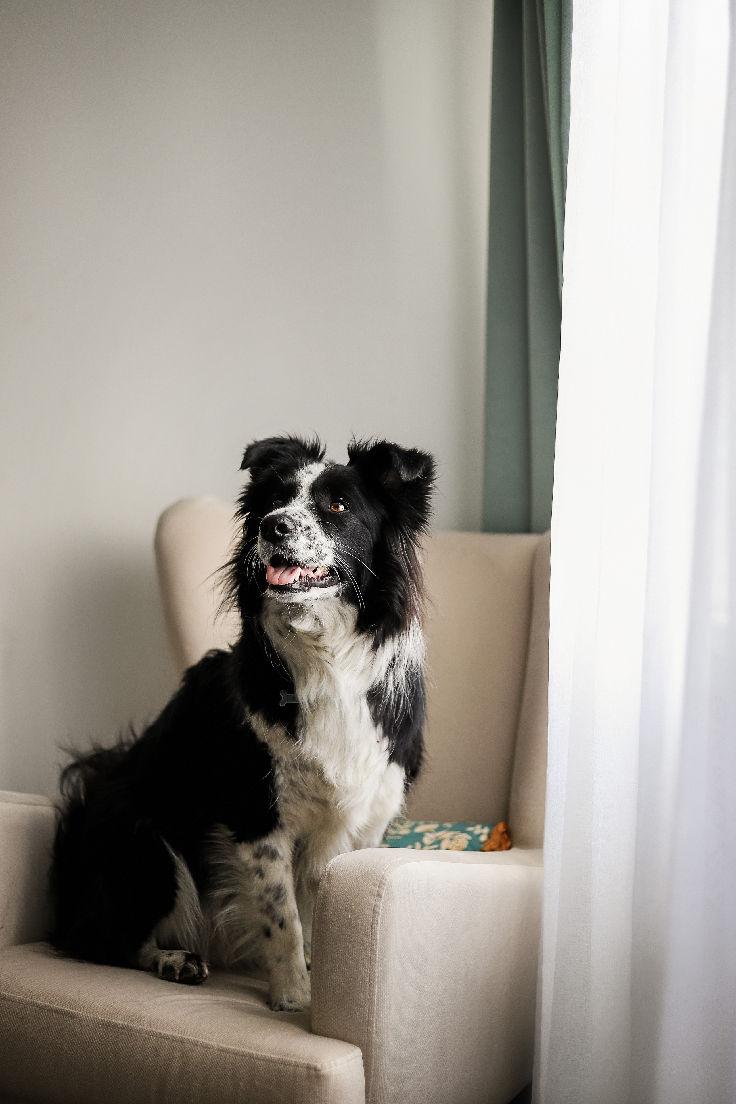 Даша и Катцу. Фотограф — Анималист | Санкт-Петербург