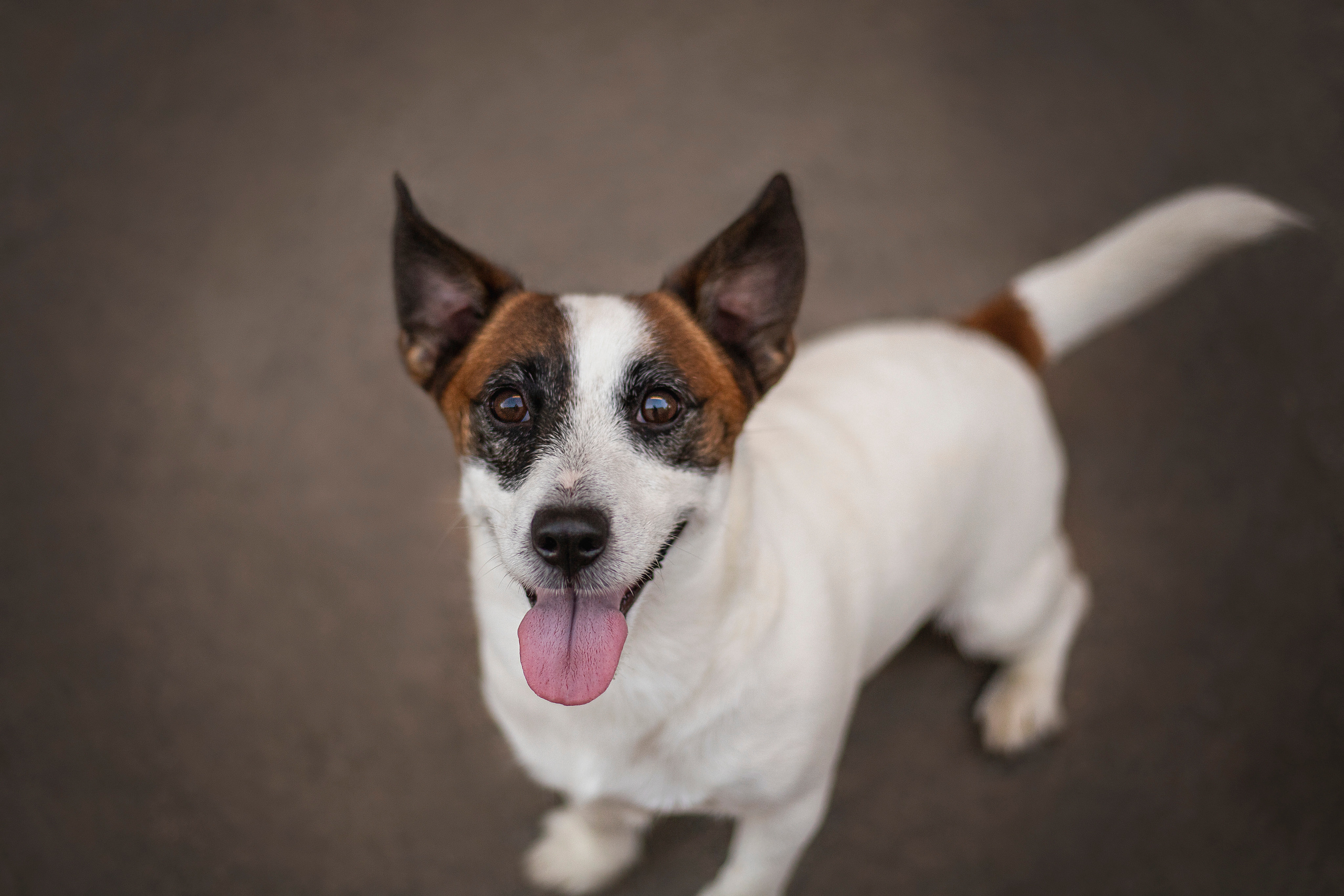 Виктория и Майти. Фотограф — Анималист | Санкт-Петербург