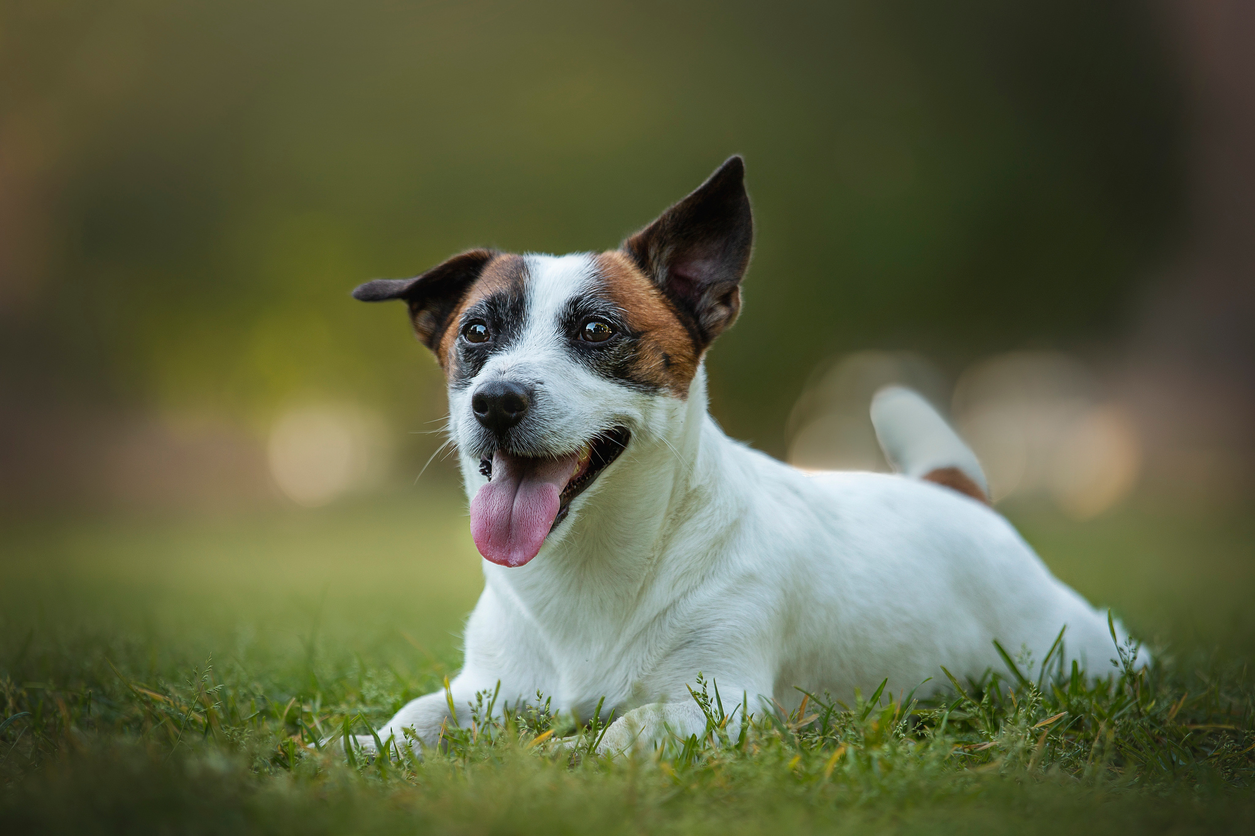 Виктория и Майти. Фотограф — Анималист | Санкт-Петербург