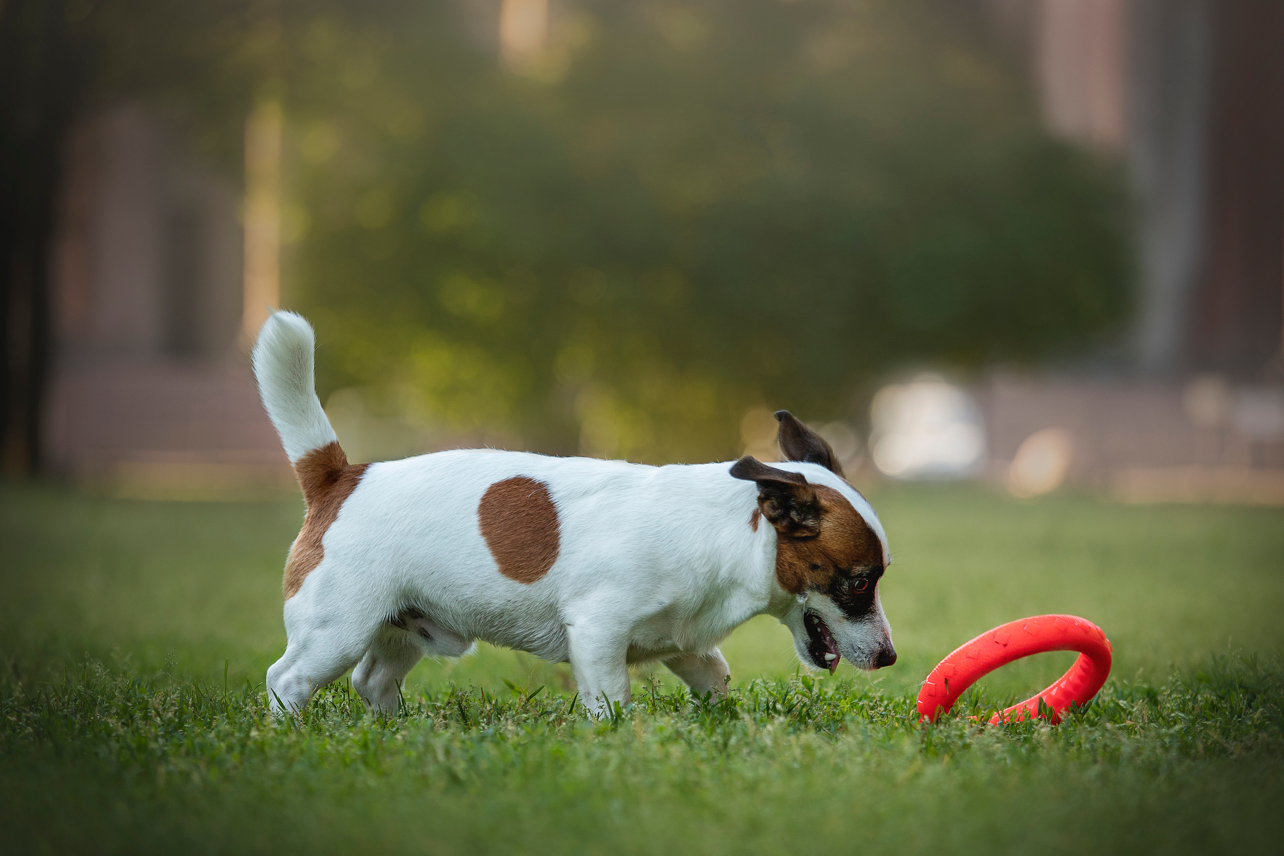 Виктория и Майти. Фотограф — Анималист | Санкт-Петербург