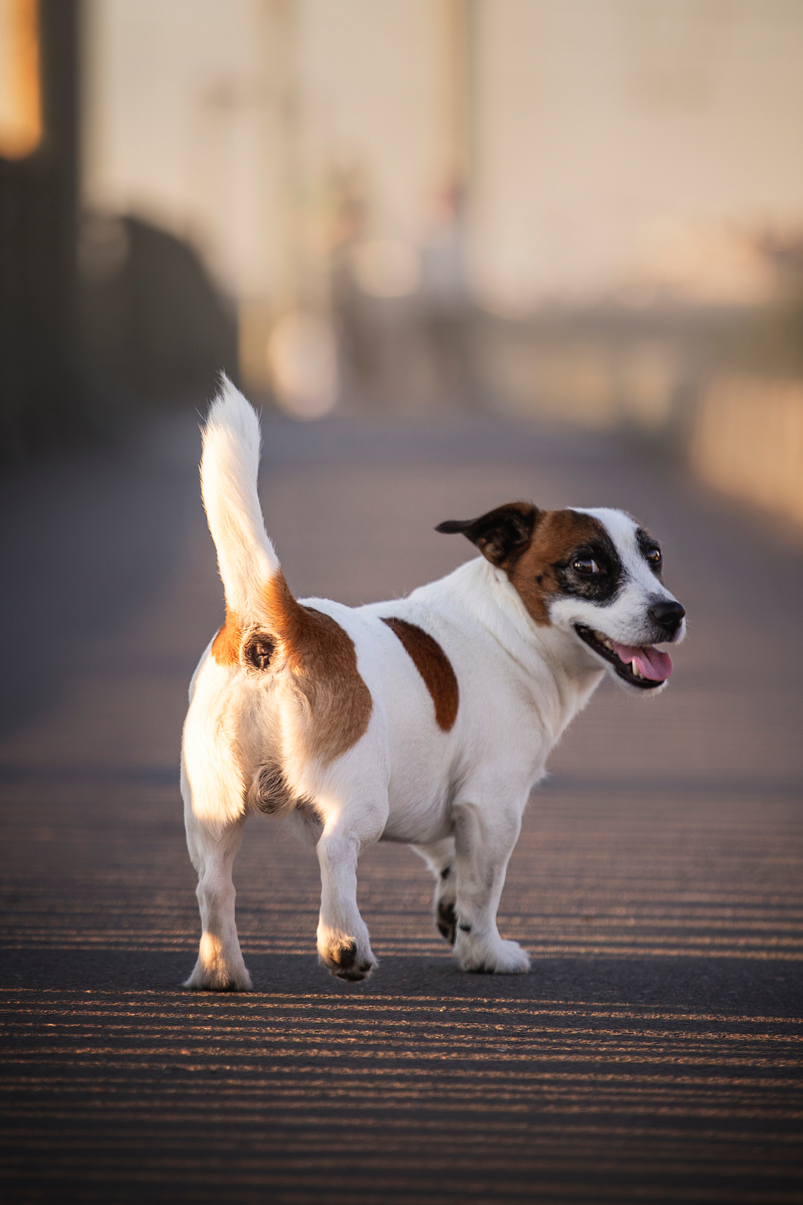 Виктория и Майти. Фотограф — Анималист | Санкт-Петербург