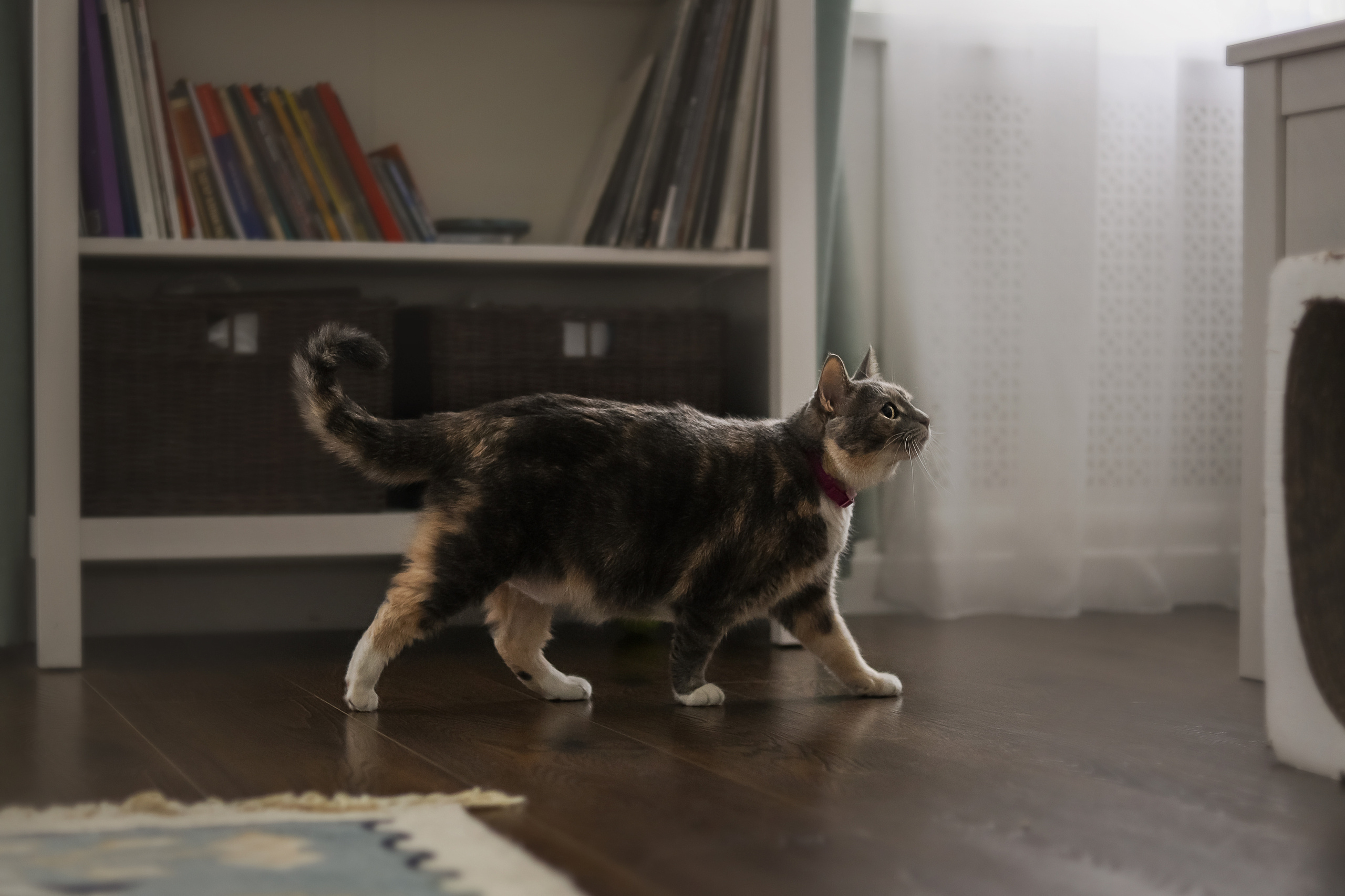 Даша и Катцу. Фотограф — Анималист | Санкт-Петербург