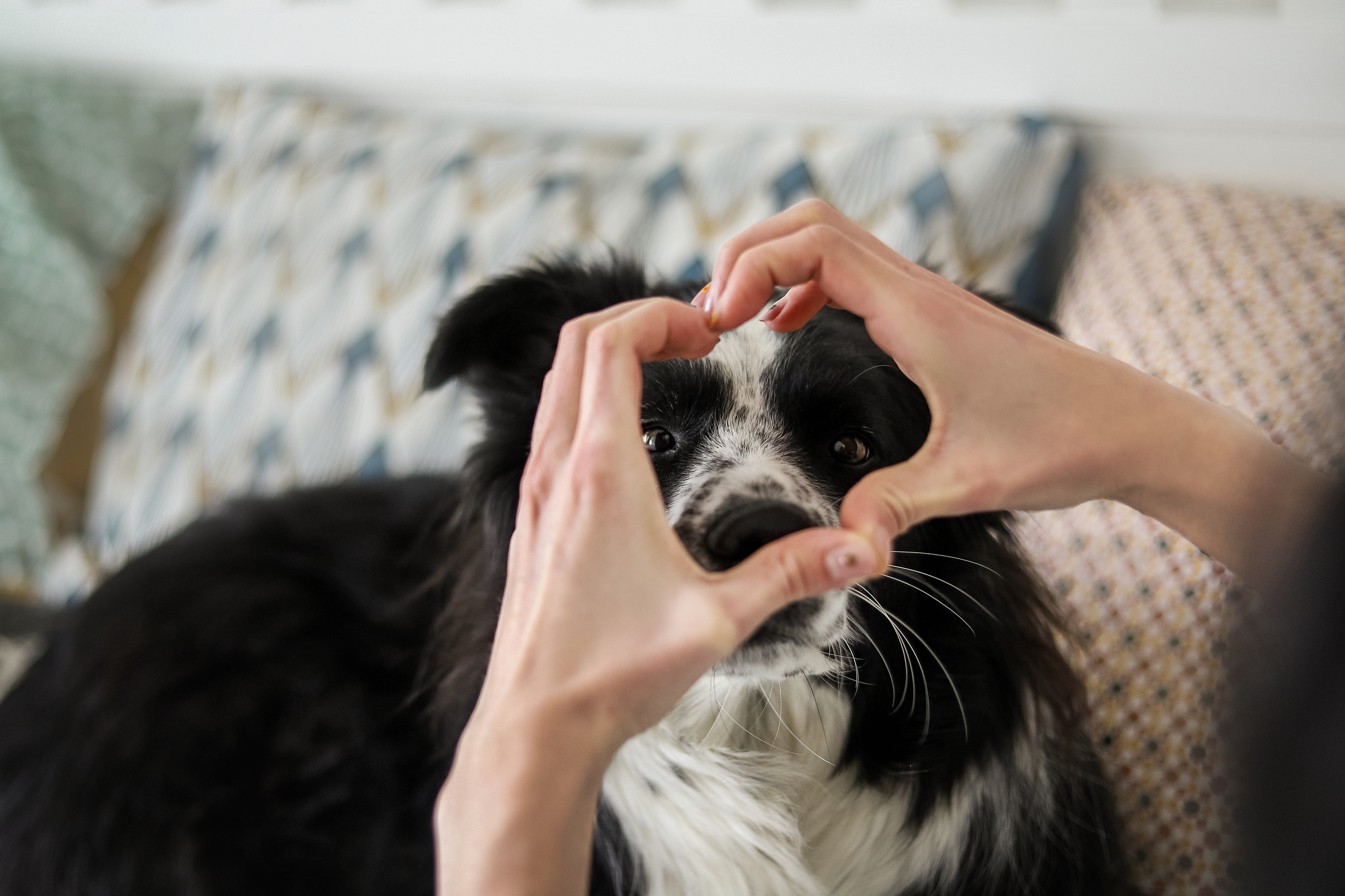 Даша и Катцу. Фотограф — Анималист | Санкт-Петербург