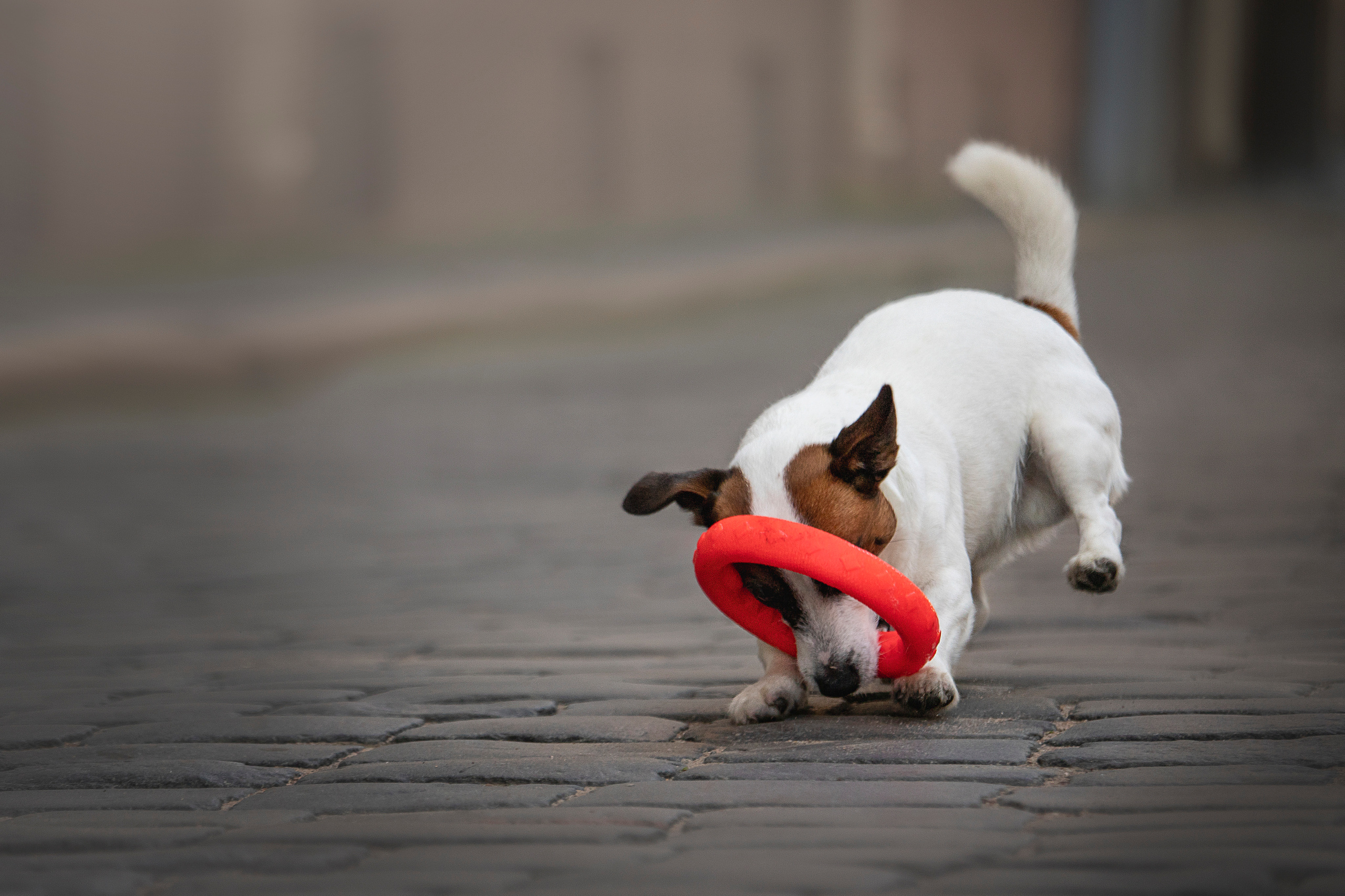 Виктория и Майти. Фотограф — Анималист | Санкт-Петербург