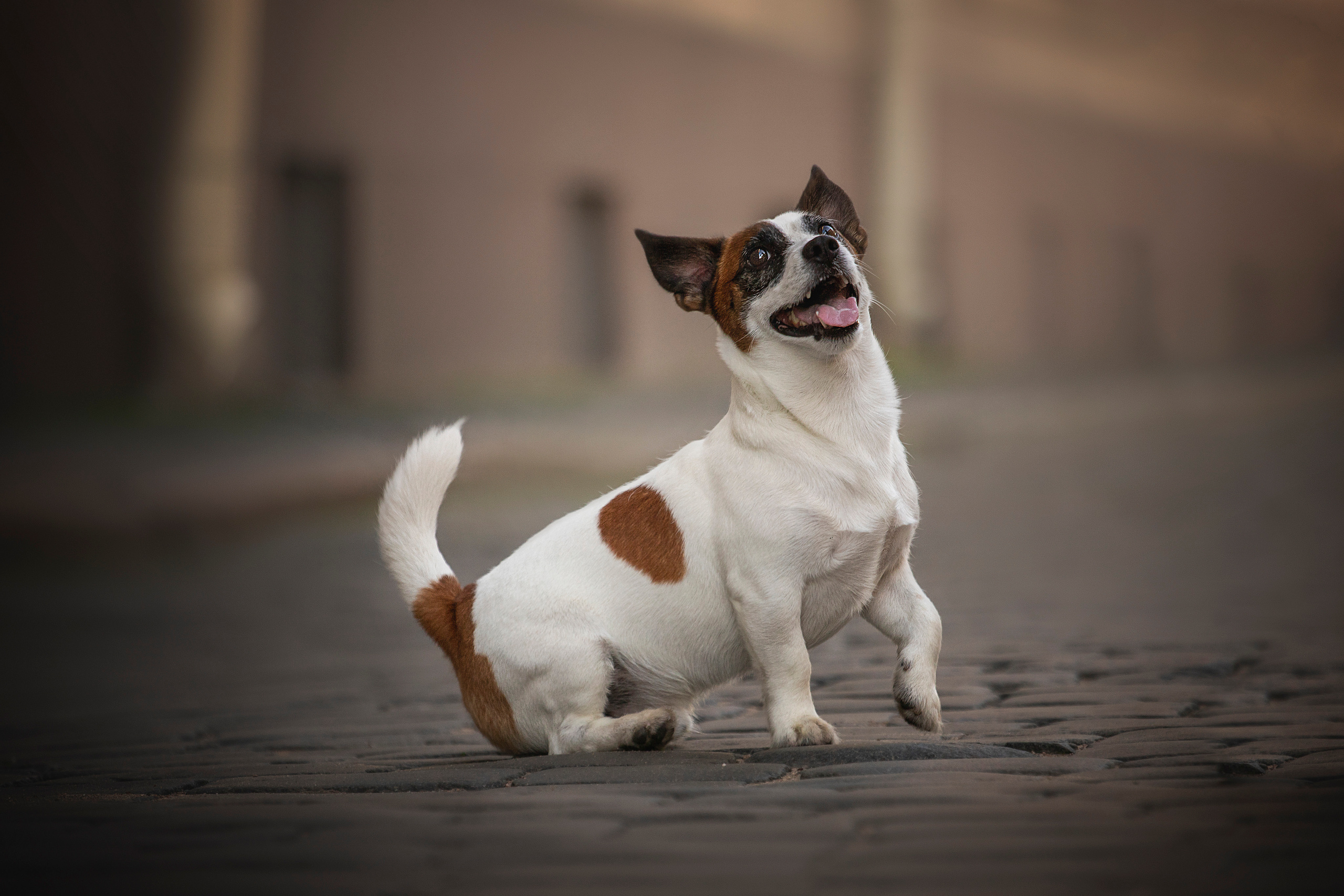 Виктория и Майти. Фотограф — Анималист | Санкт-Петербург