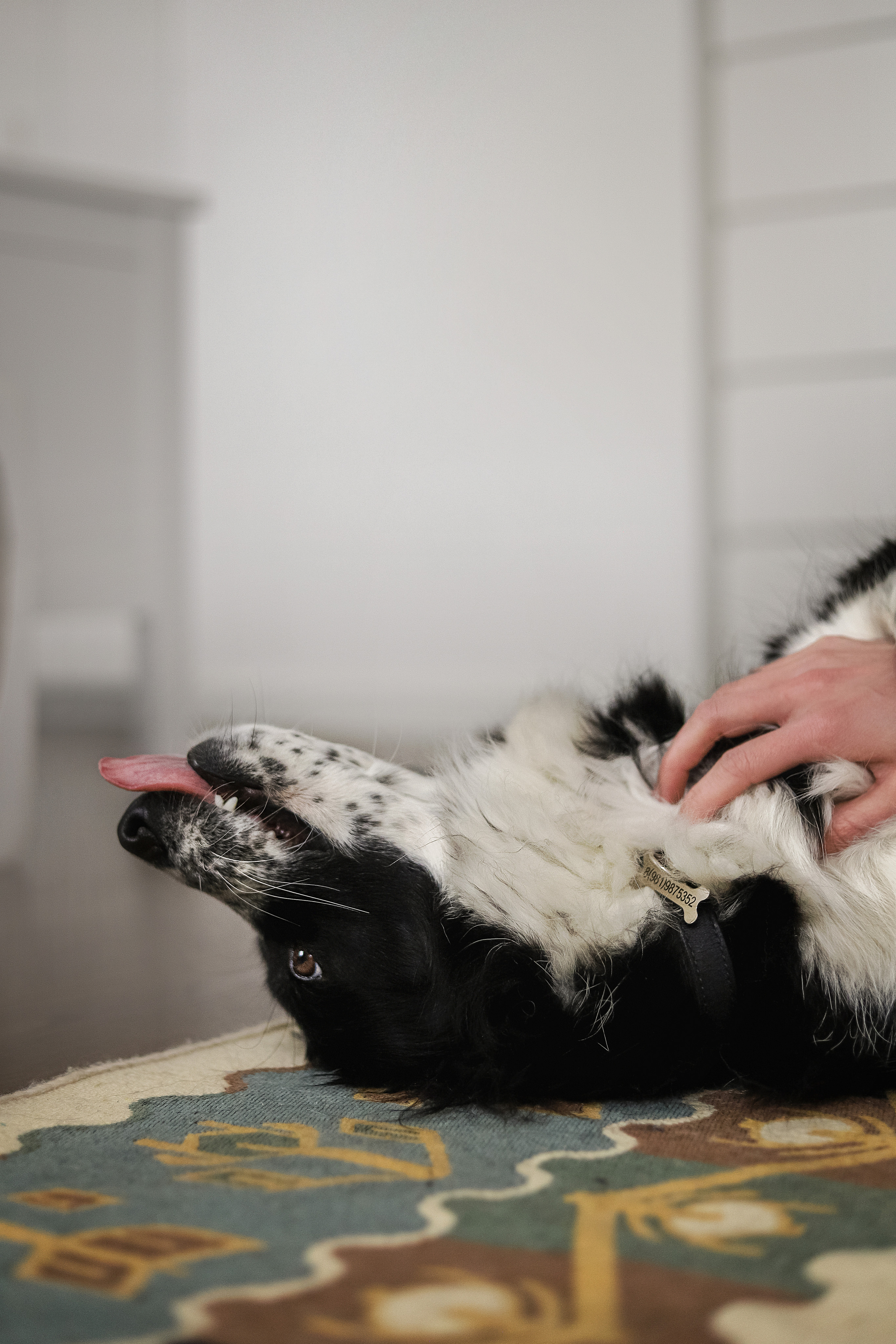 Даша и Катцу. Фотограф — Анималист | Санкт-Петербург