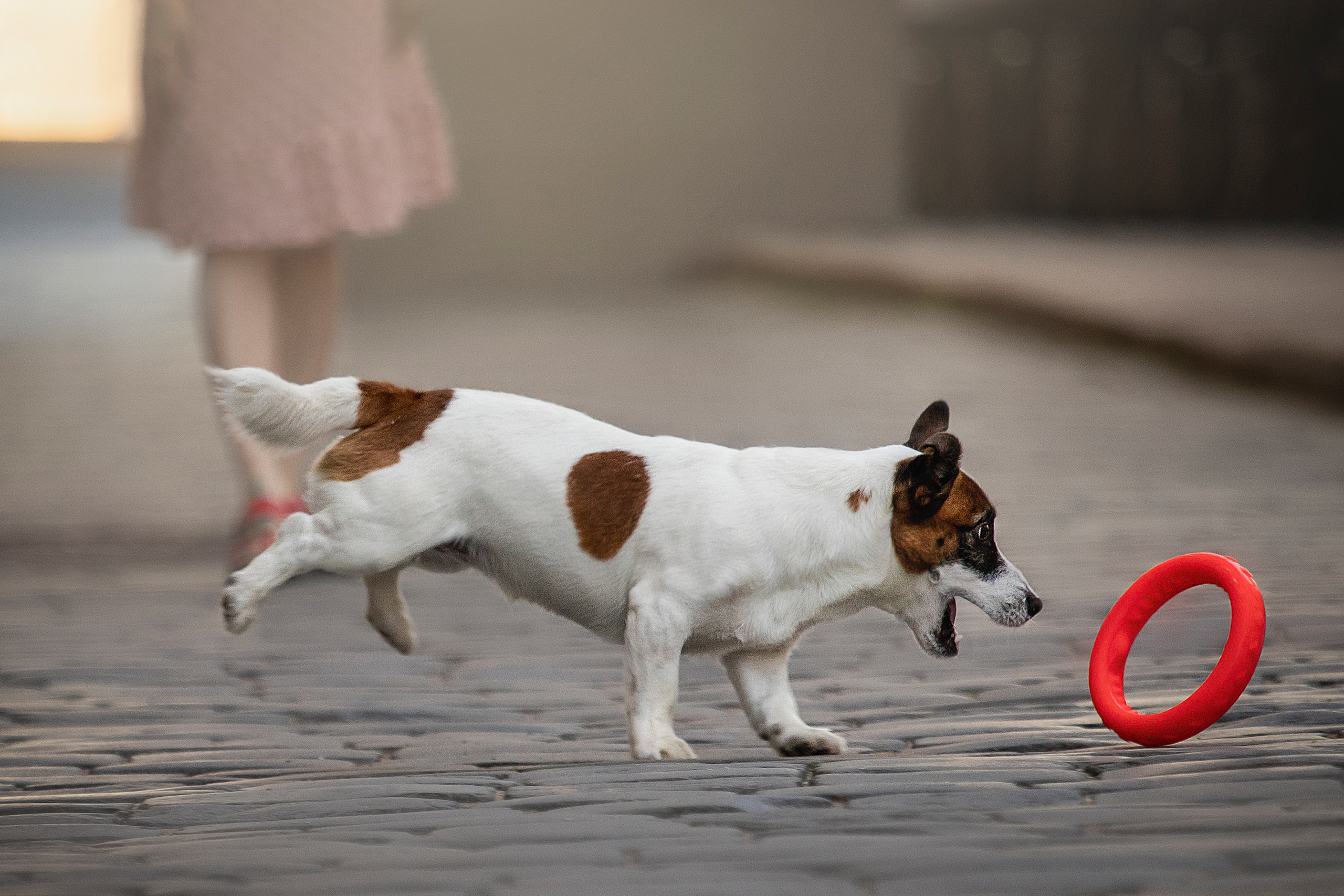 Виктория и Майти. Фотограф — Анималист | Санкт-Петербург