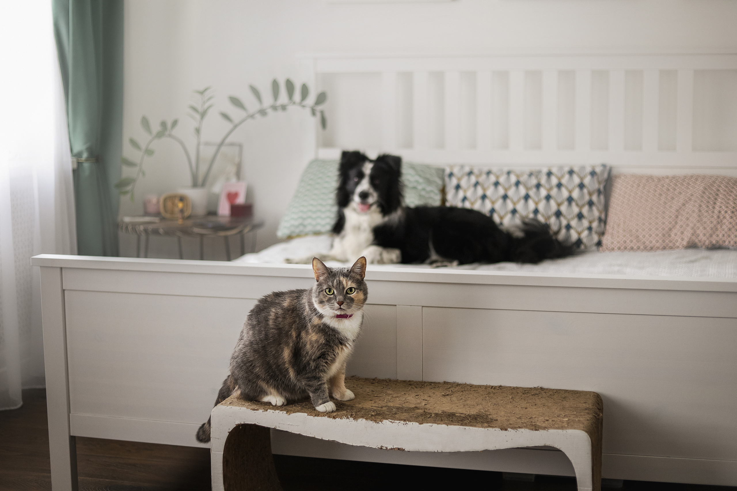 Даша и Катцу. Фотограф — Анималист | Санкт-Петербург