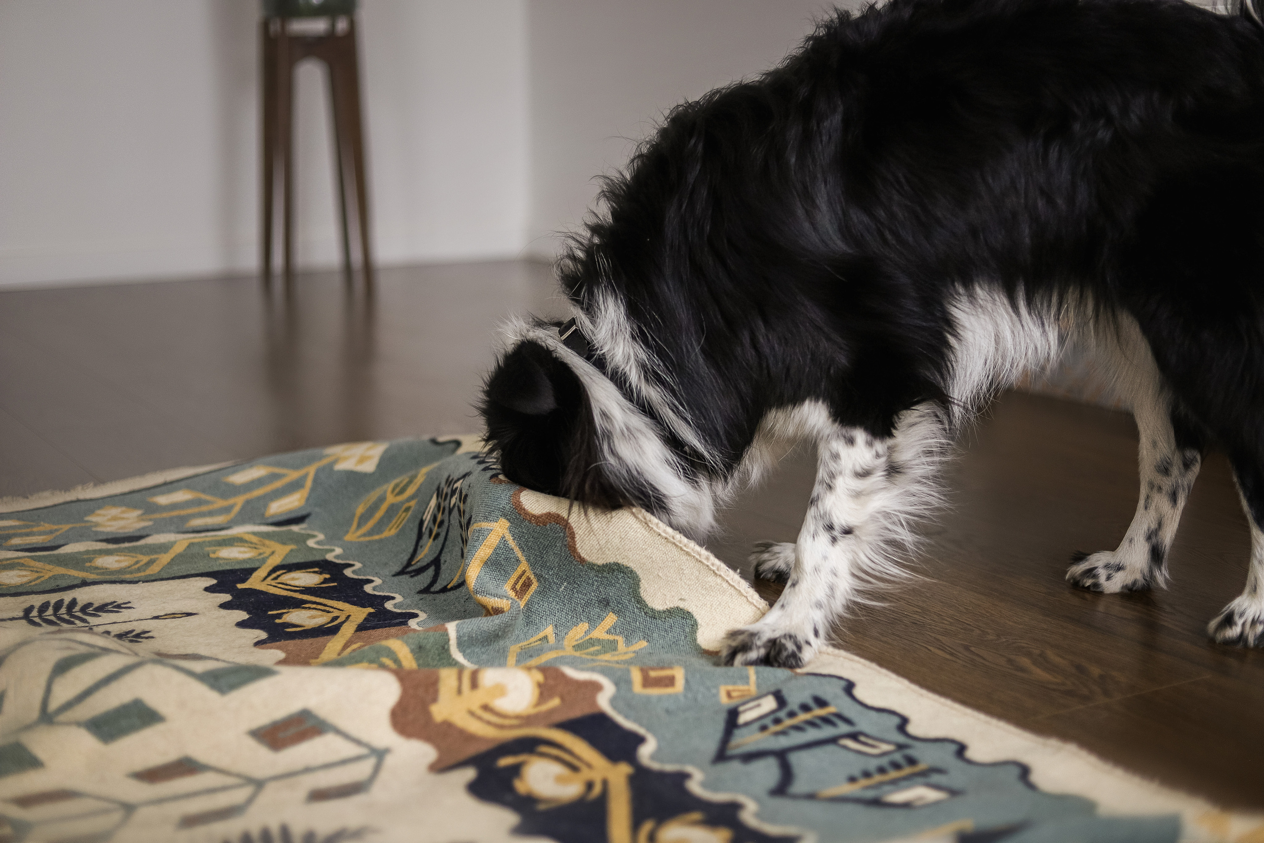 Даша и Катцу. Фотограф — Анималист | Санкт-Петербург