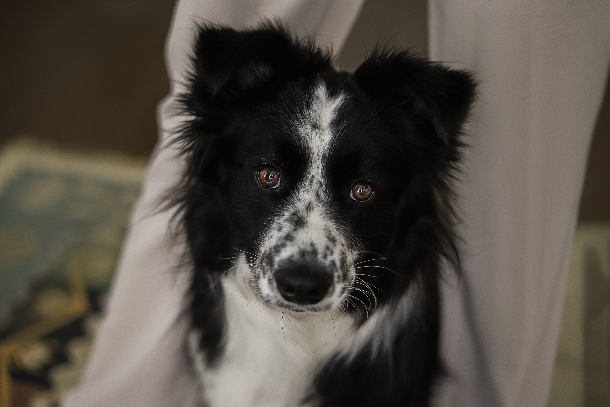 Даша и Катцу. Фотограф — Анималист | Санкт-Петербург