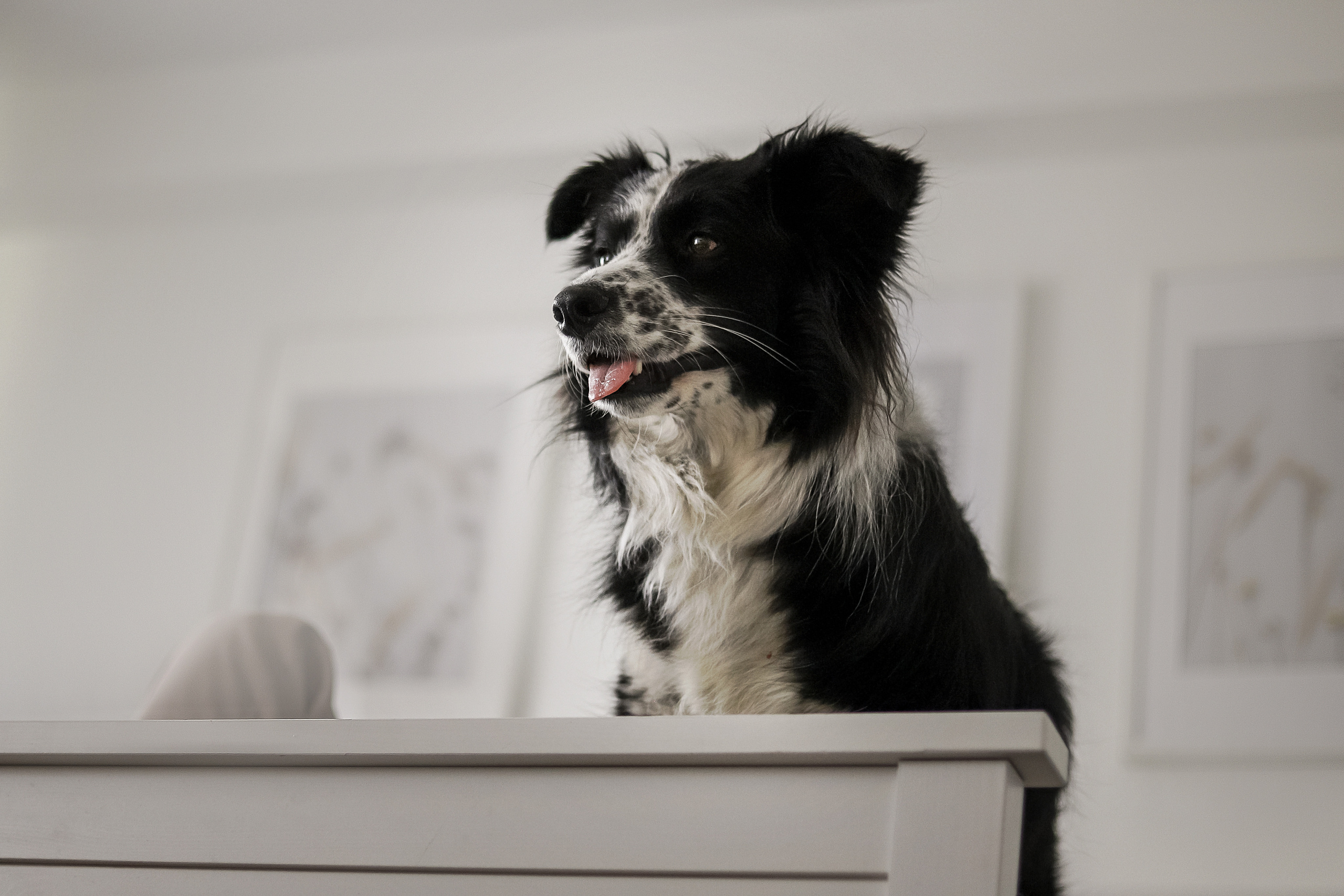 Даша и Катцу. Фотограф — Анималист | Санкт-Петербург