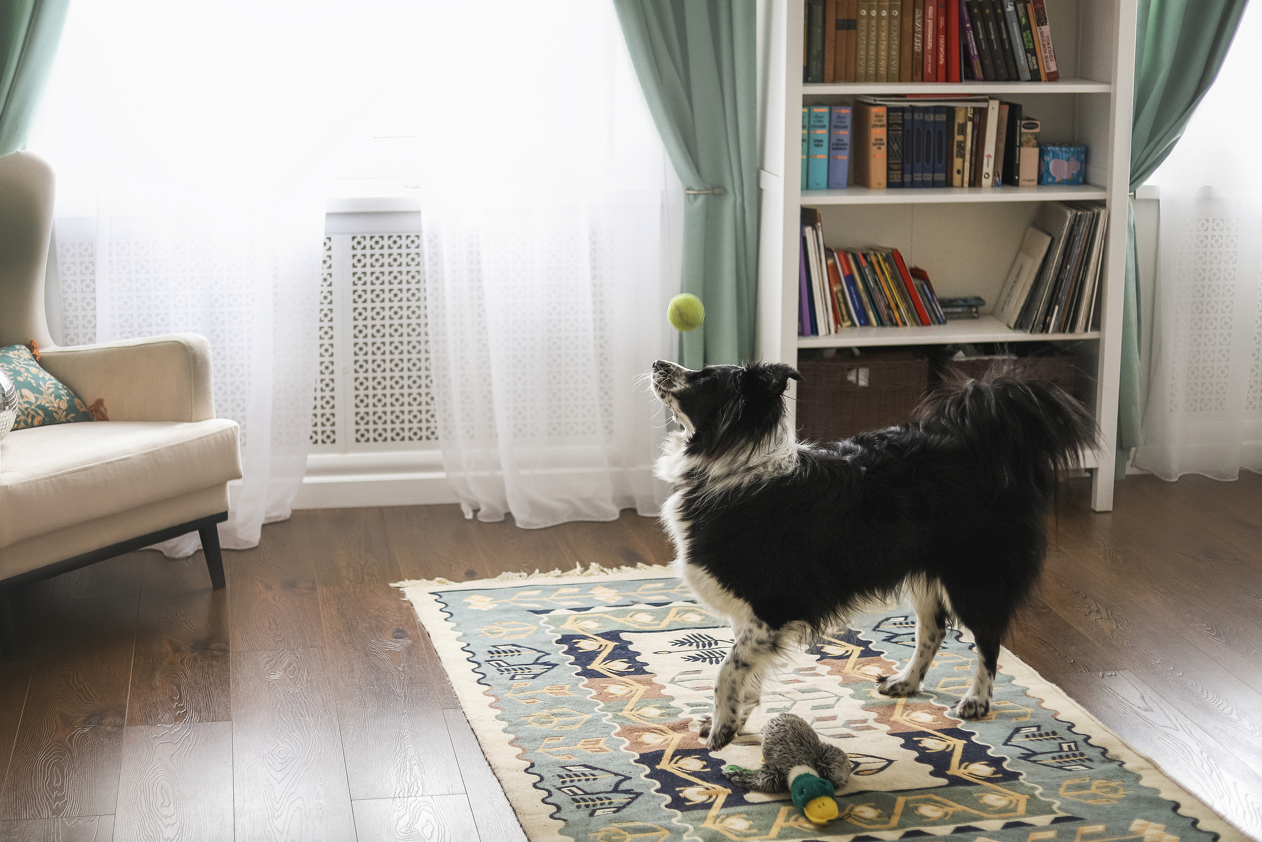 Даша и Катцу. Фотограф — Анималист | Санкт-Петербург