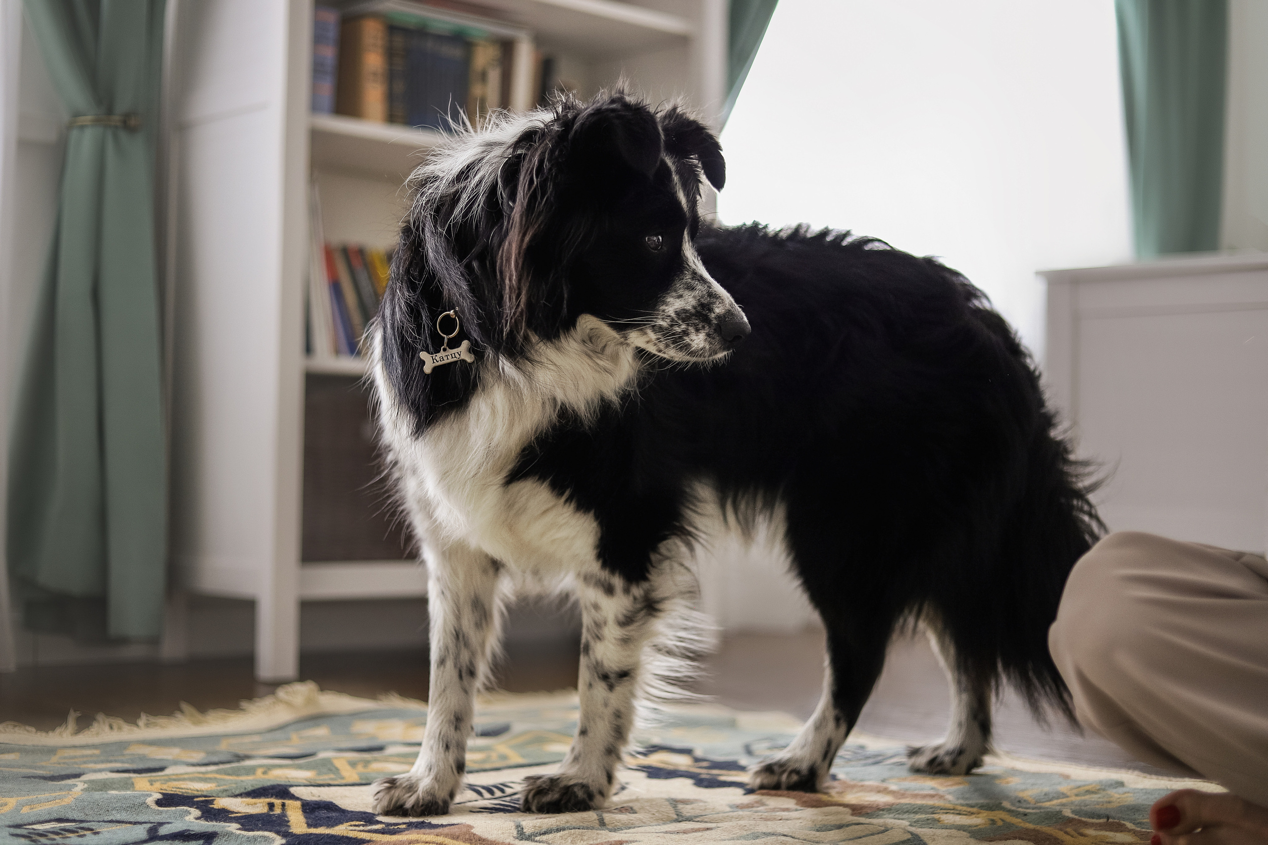 Даша и Катцу. Фотограф — Анималист | Санкт-Петербург