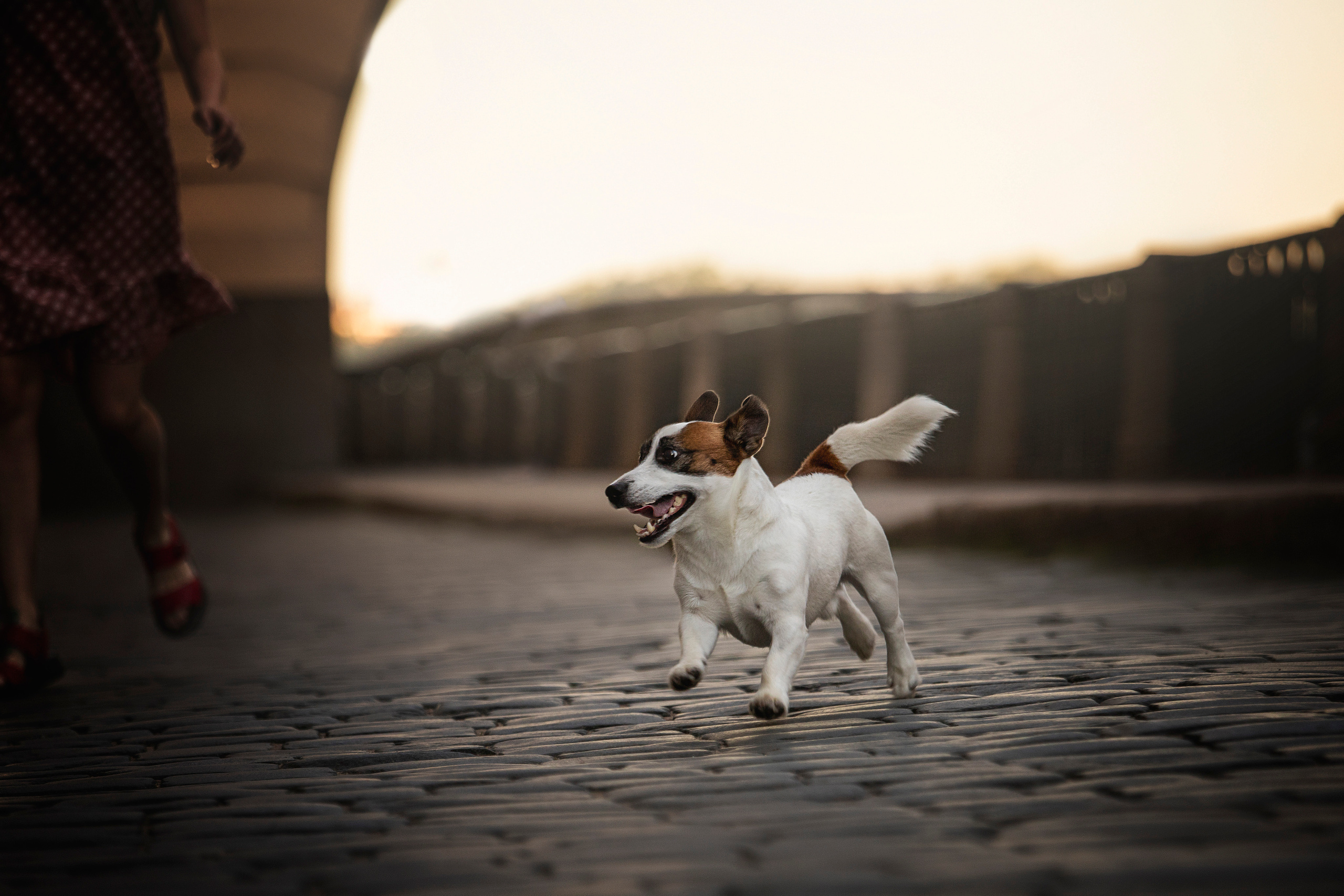 Виктория и Майти. Фотограф — Анималист | Санкт-Петербург