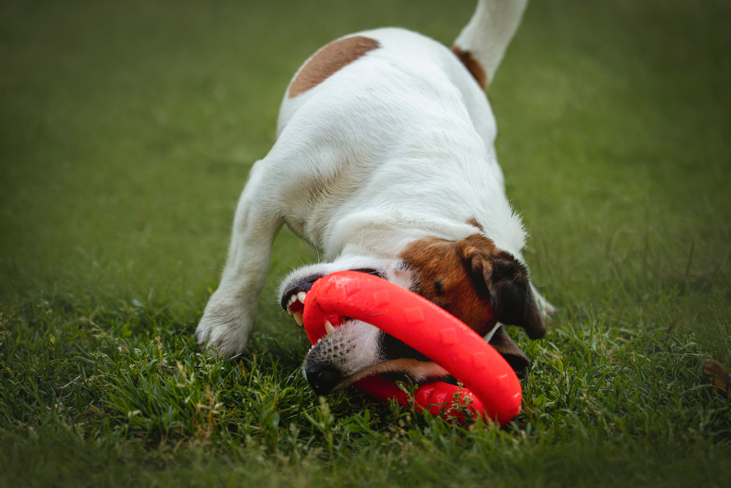 Виктория и Майти. Фотограф — Анималист | Санкт-Петербург