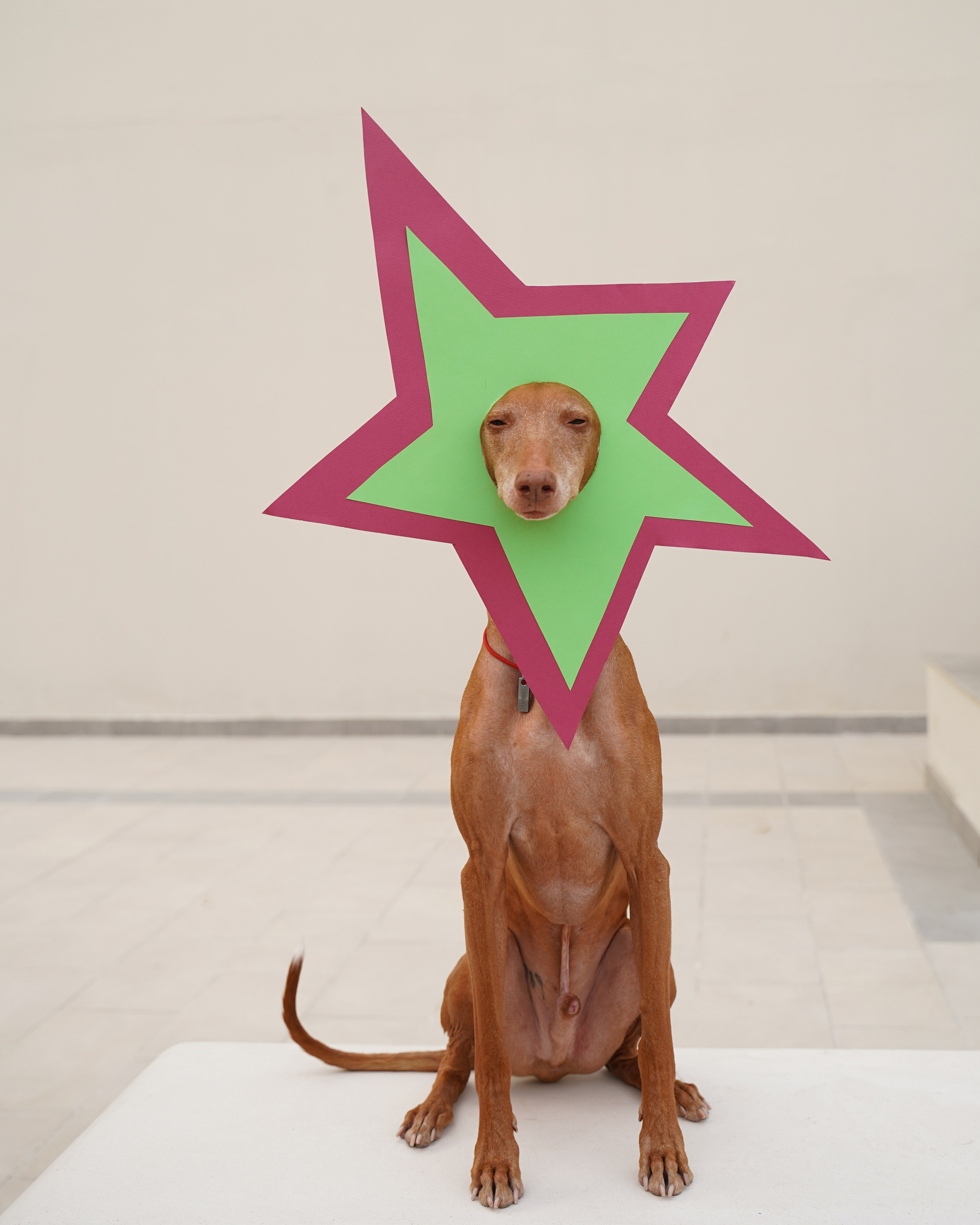 Dogs Christmas trees. Katyavasileva