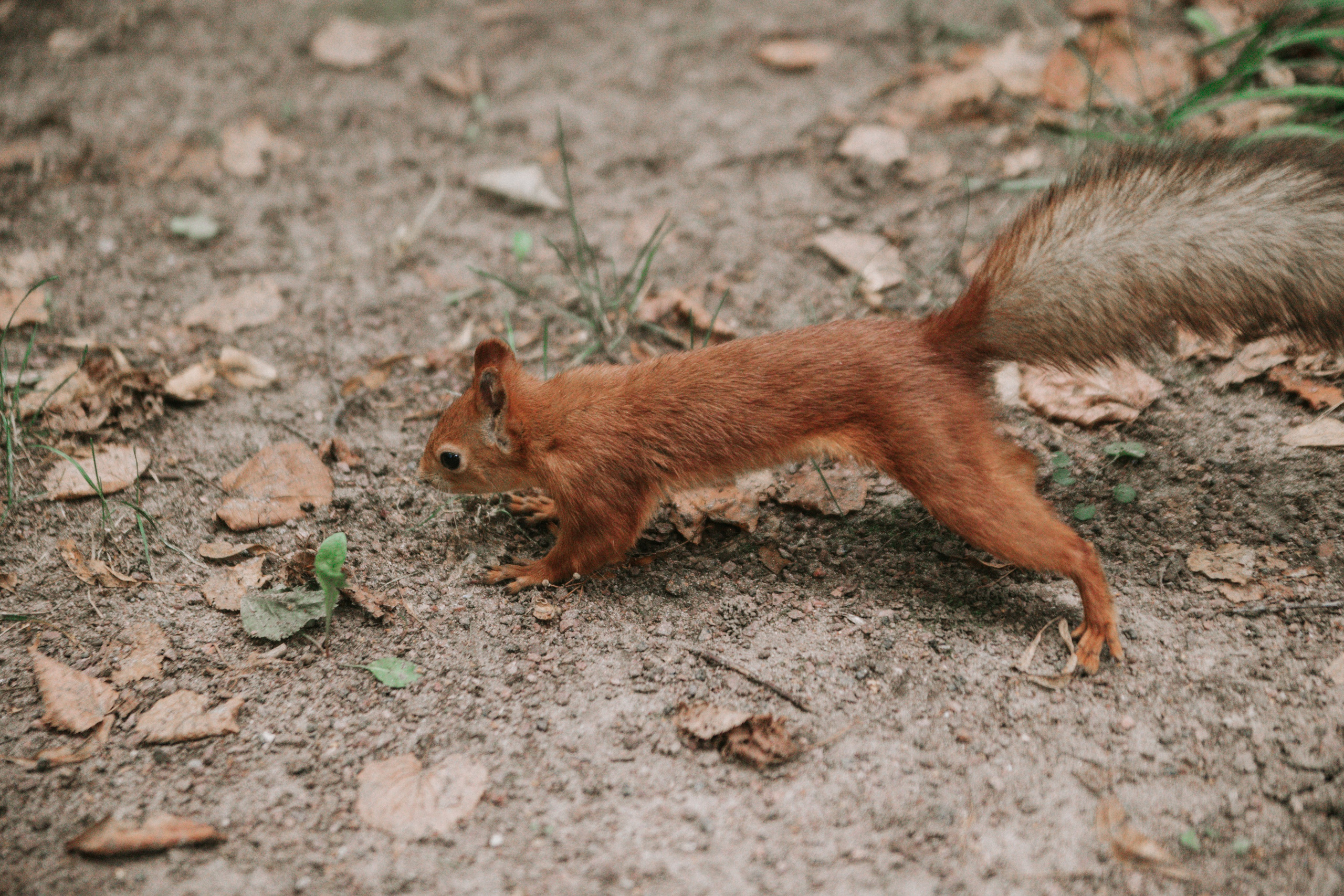 Сергей и Ольга. Свадебный фотограф Маргарита Глумскова