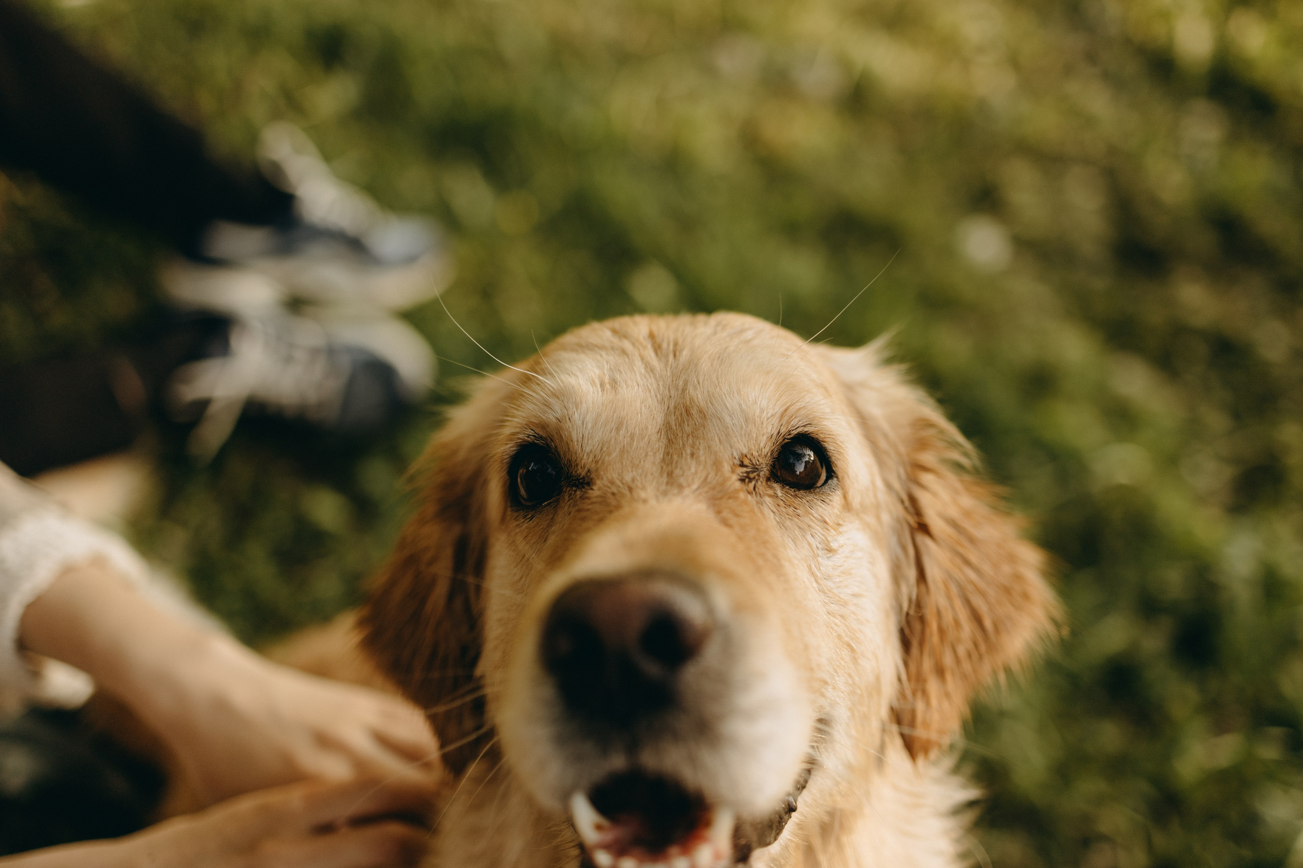 Пенни и ребята. Фотограф — Анималист | Санкт-Петербург