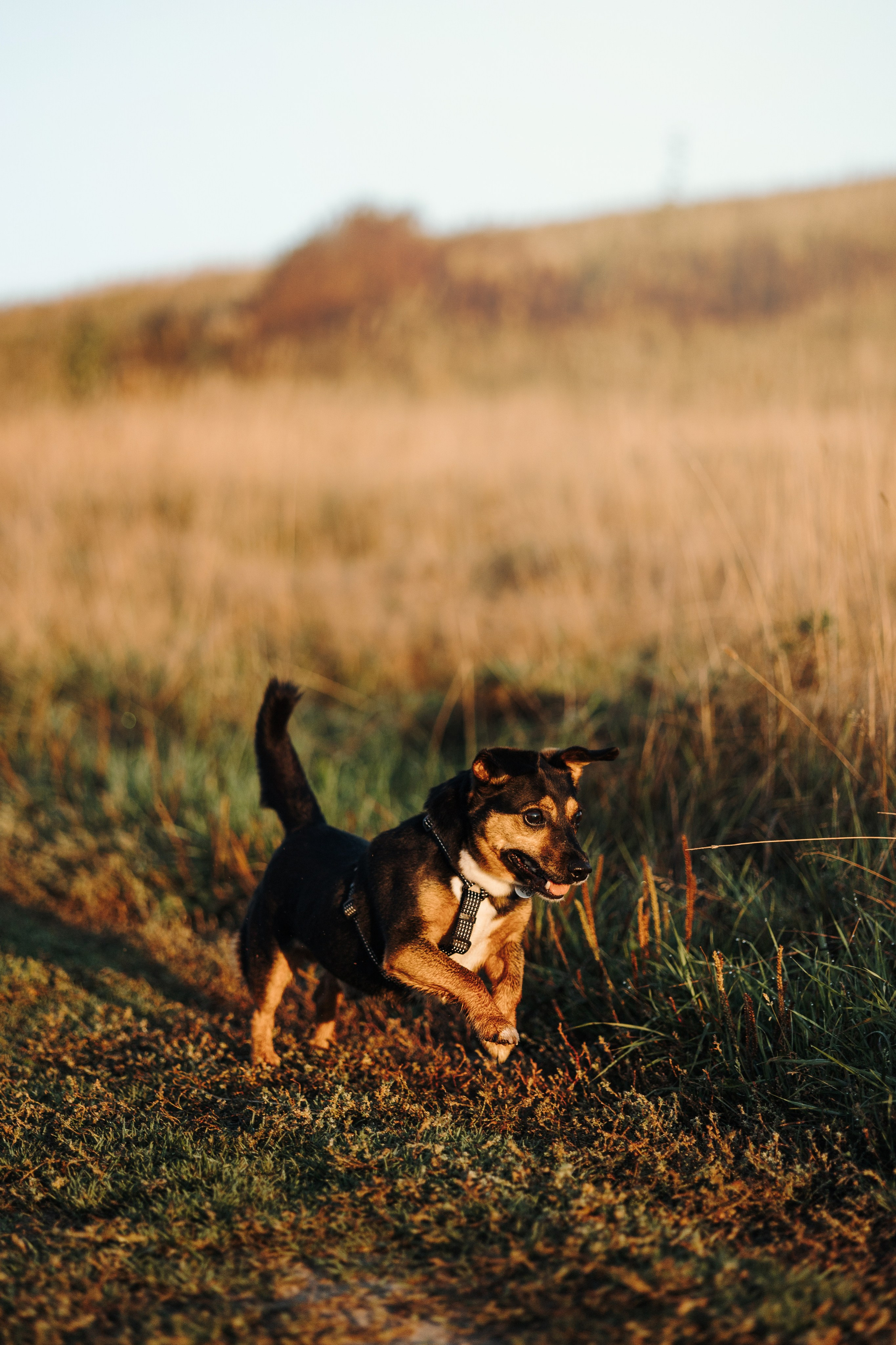 Ольга и Рекс. Фотограф — Анималист | Санкт-Петербург