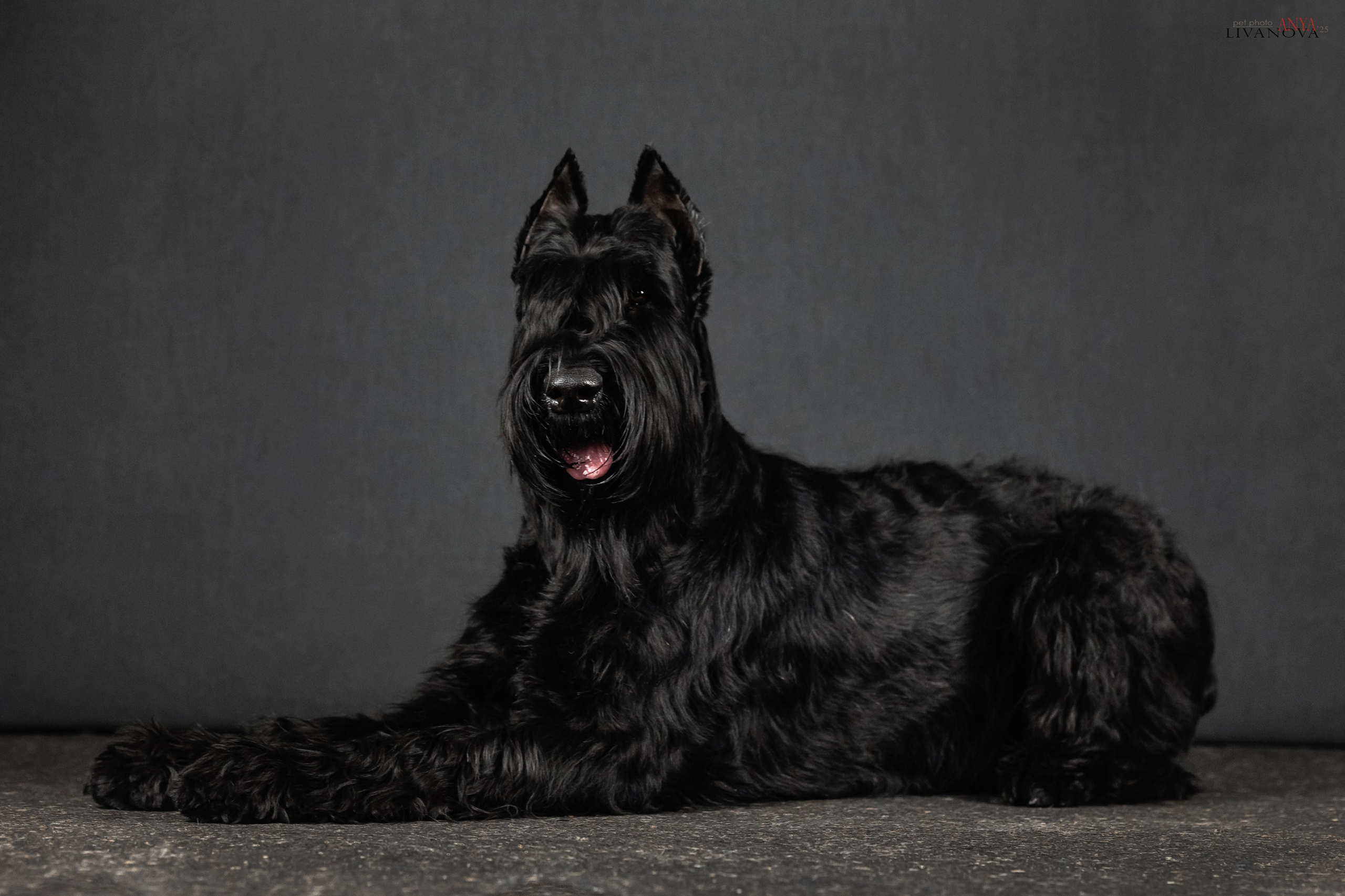 Берта. Фотограф анималист Аня Ливанова | Рыбинск