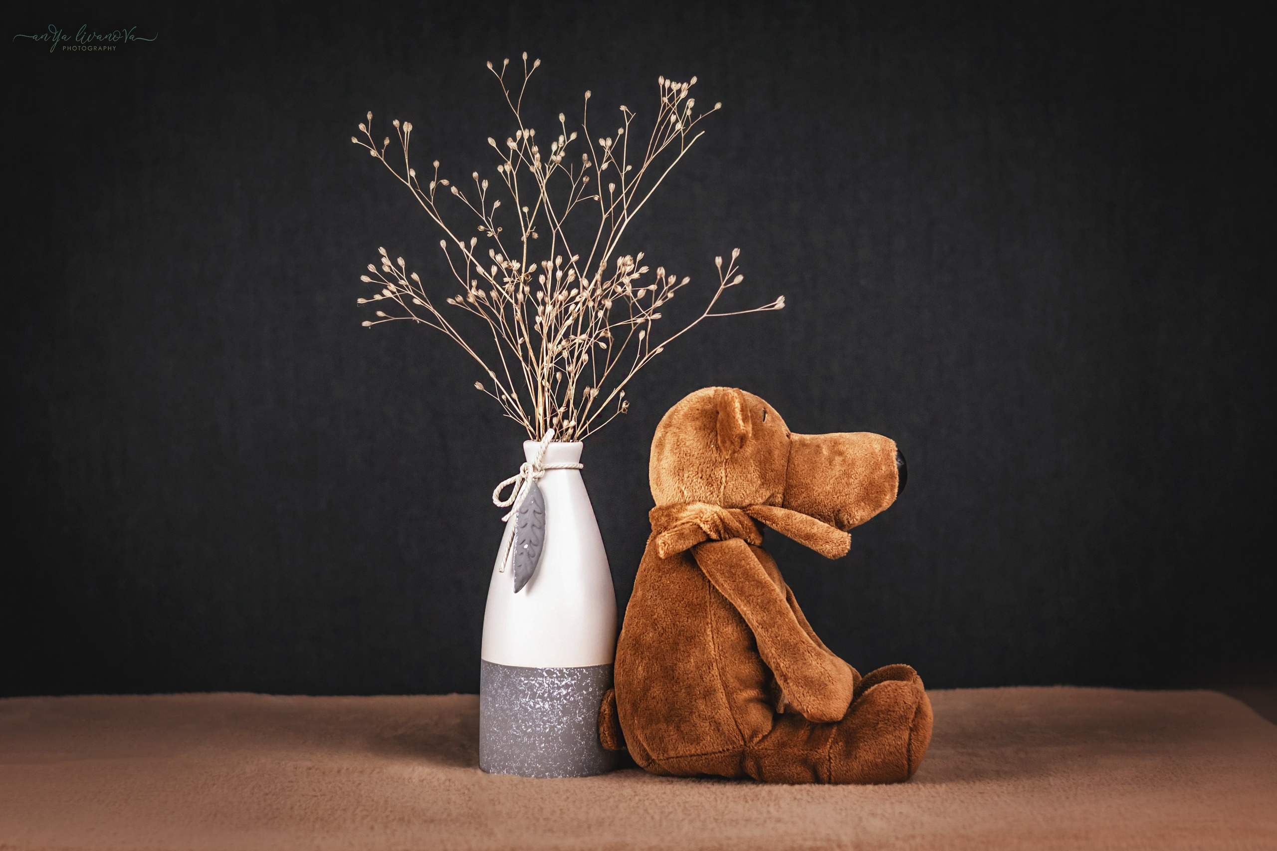 Серый фон. Фотограф анималист Аня Ливанова | Рыбинск