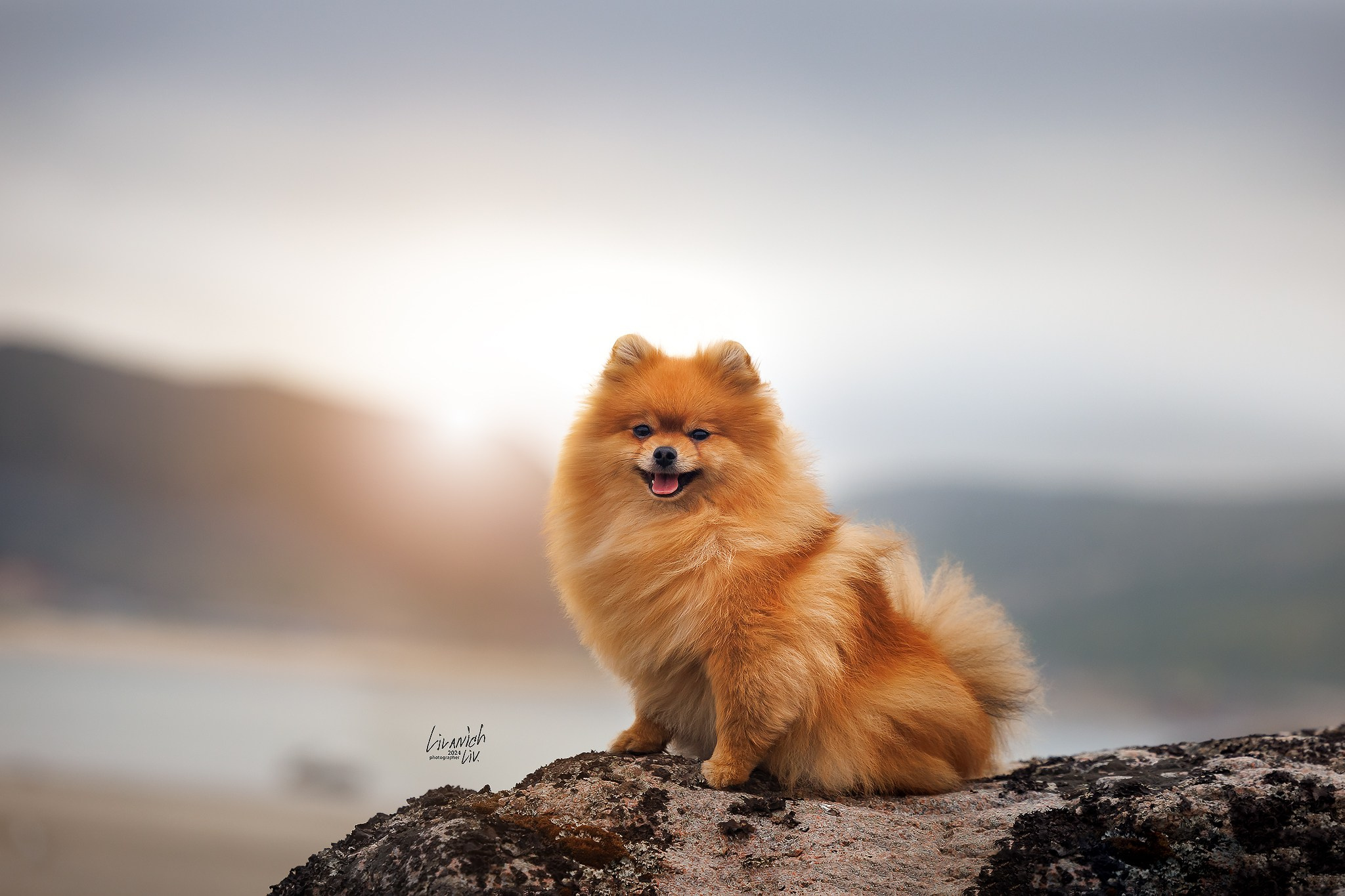 Частные съёмки. Фотограф для вашей собаки