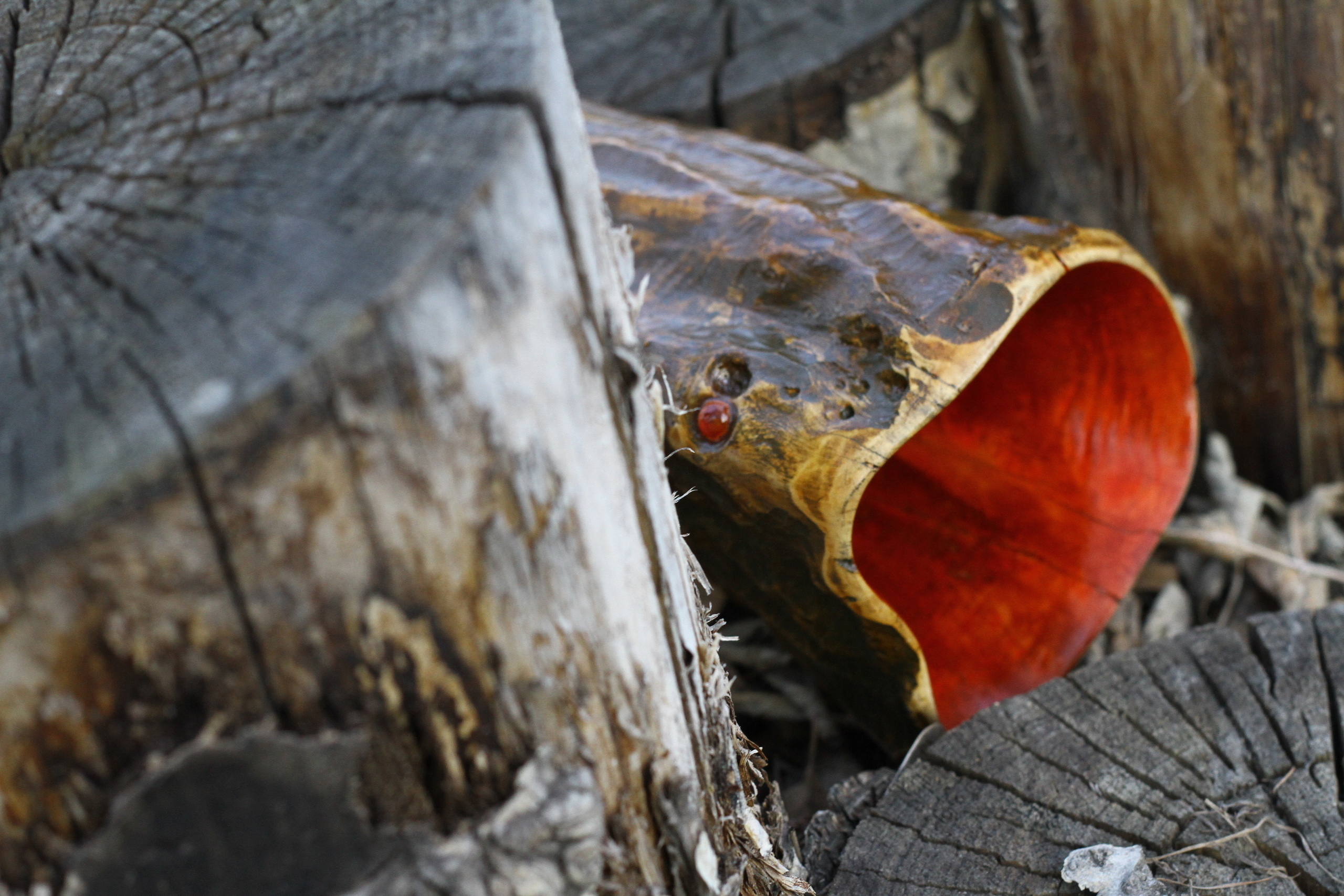 "ДРАКОН"
резьба; клён, масло, лак
2015 - 2017