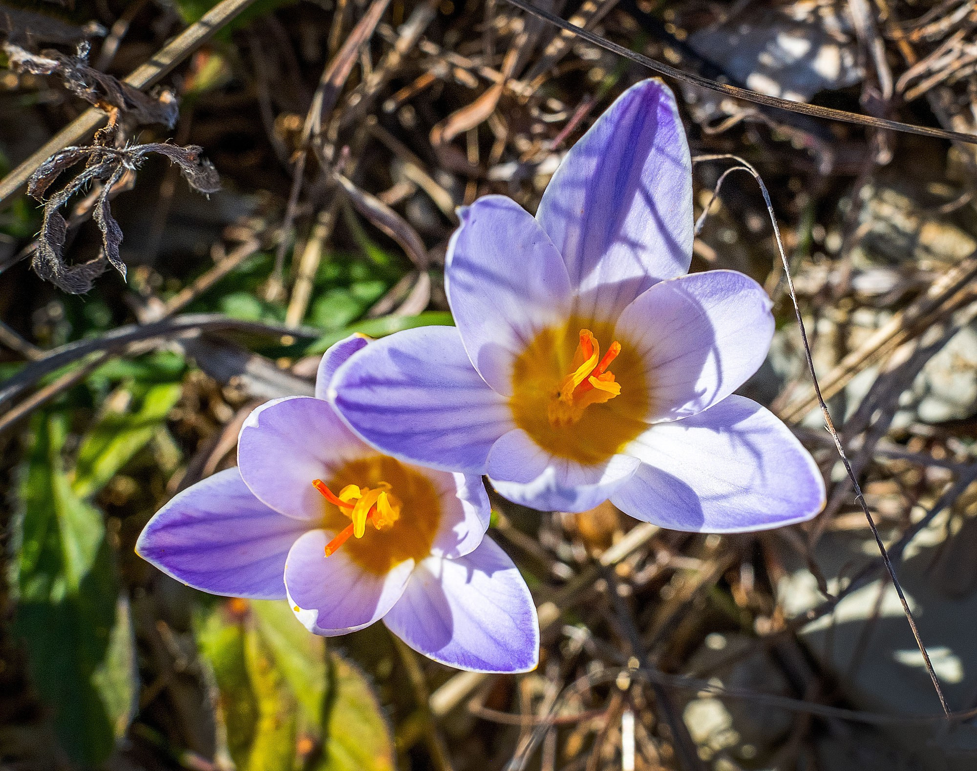 Свадебный фотограф в Геленджике