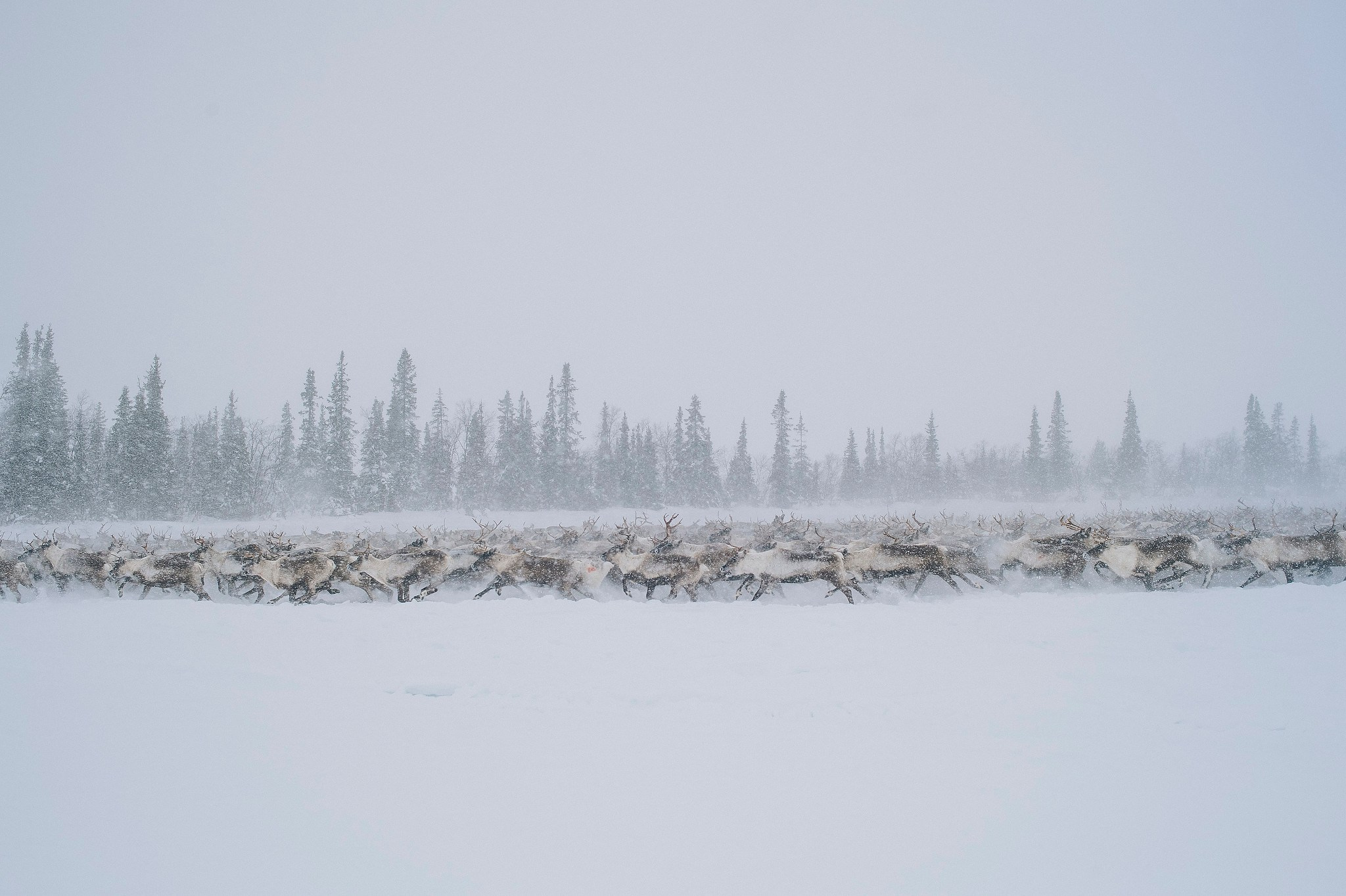 Кораль. На север к оленям. Репортажный фотограф в Сочи — Михаил Мордасов
