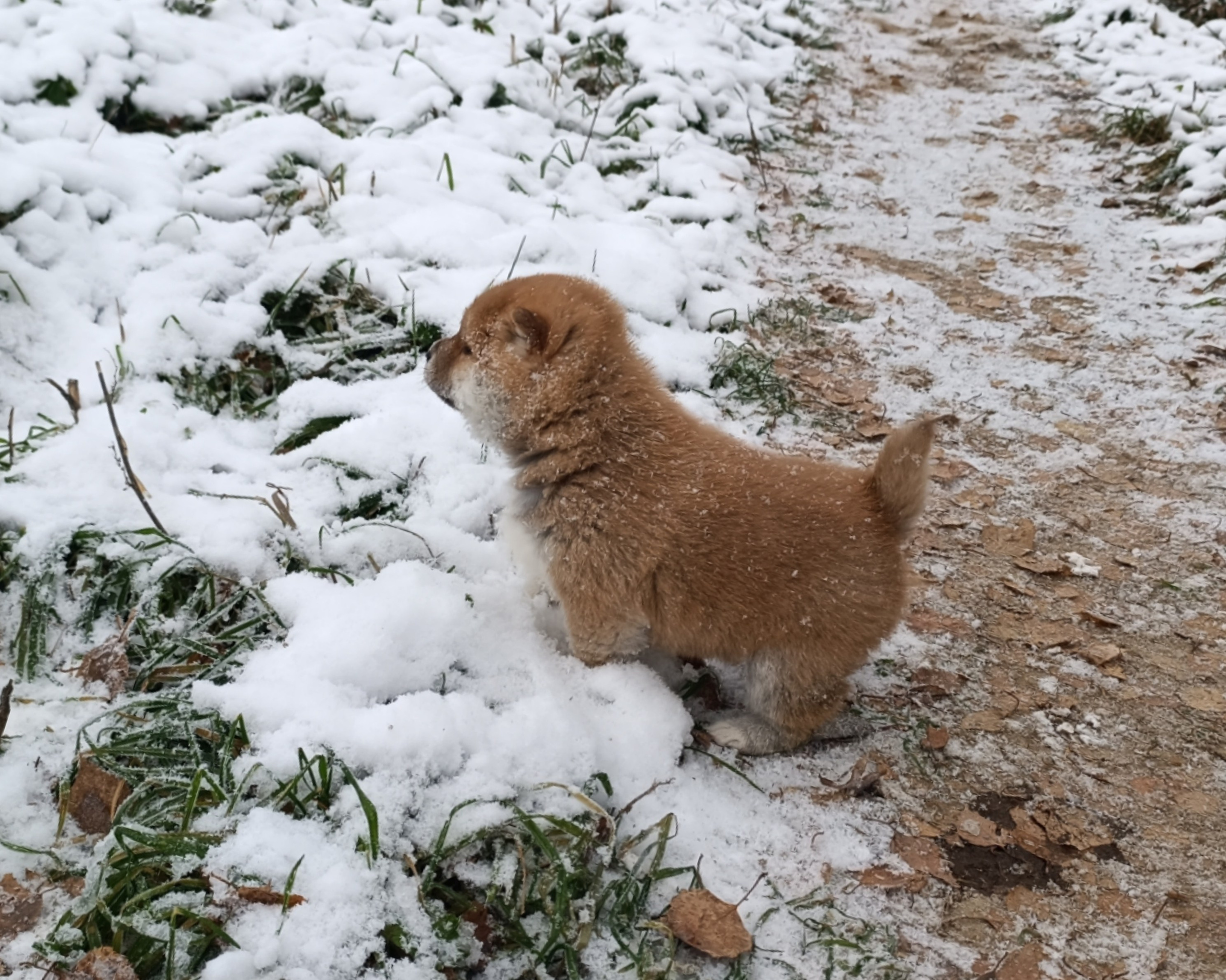 сиба питомник Рубилайт щенки на продажу rubylight  сиба щенки купить СПб Санкт-Петербург 