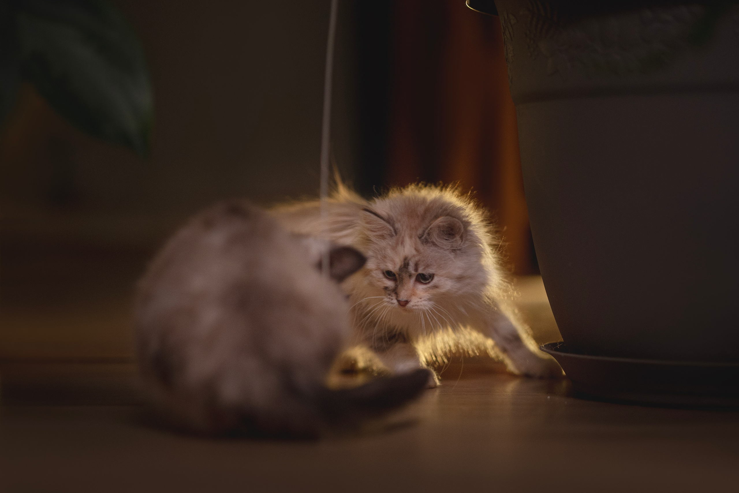 Кошки. Фотограф анималист в Москве Майорова Евгения