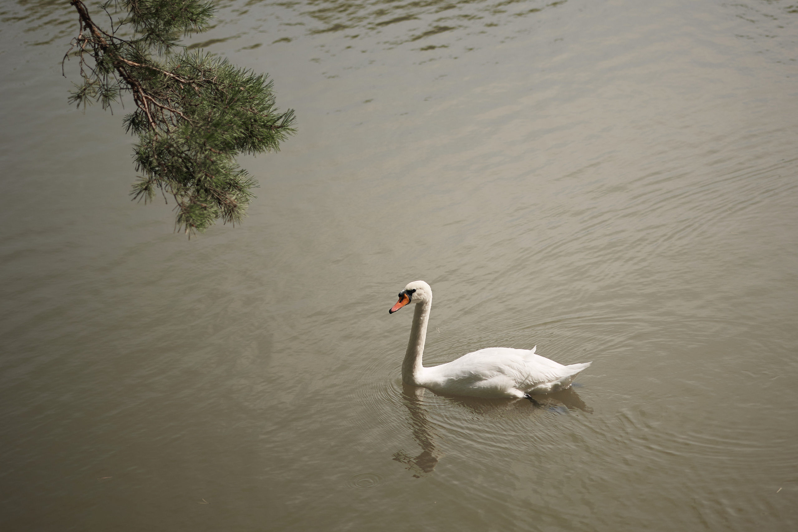 Юлия и Даниил