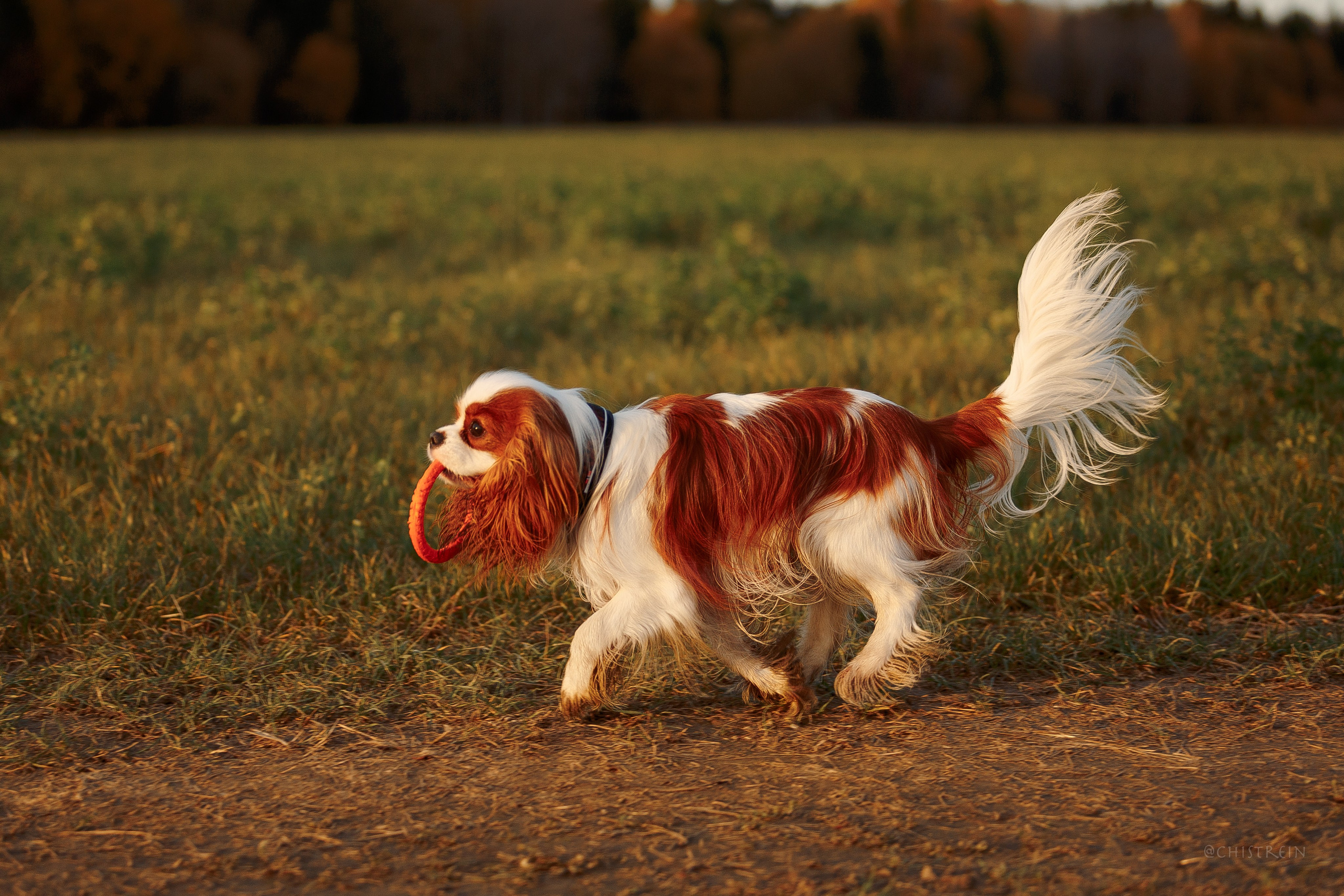 Октябрьский закат в полях. Алина и Лео. Фотограф-анималист Наталия Чистюхина в г. Сосновый Бор и ЛО