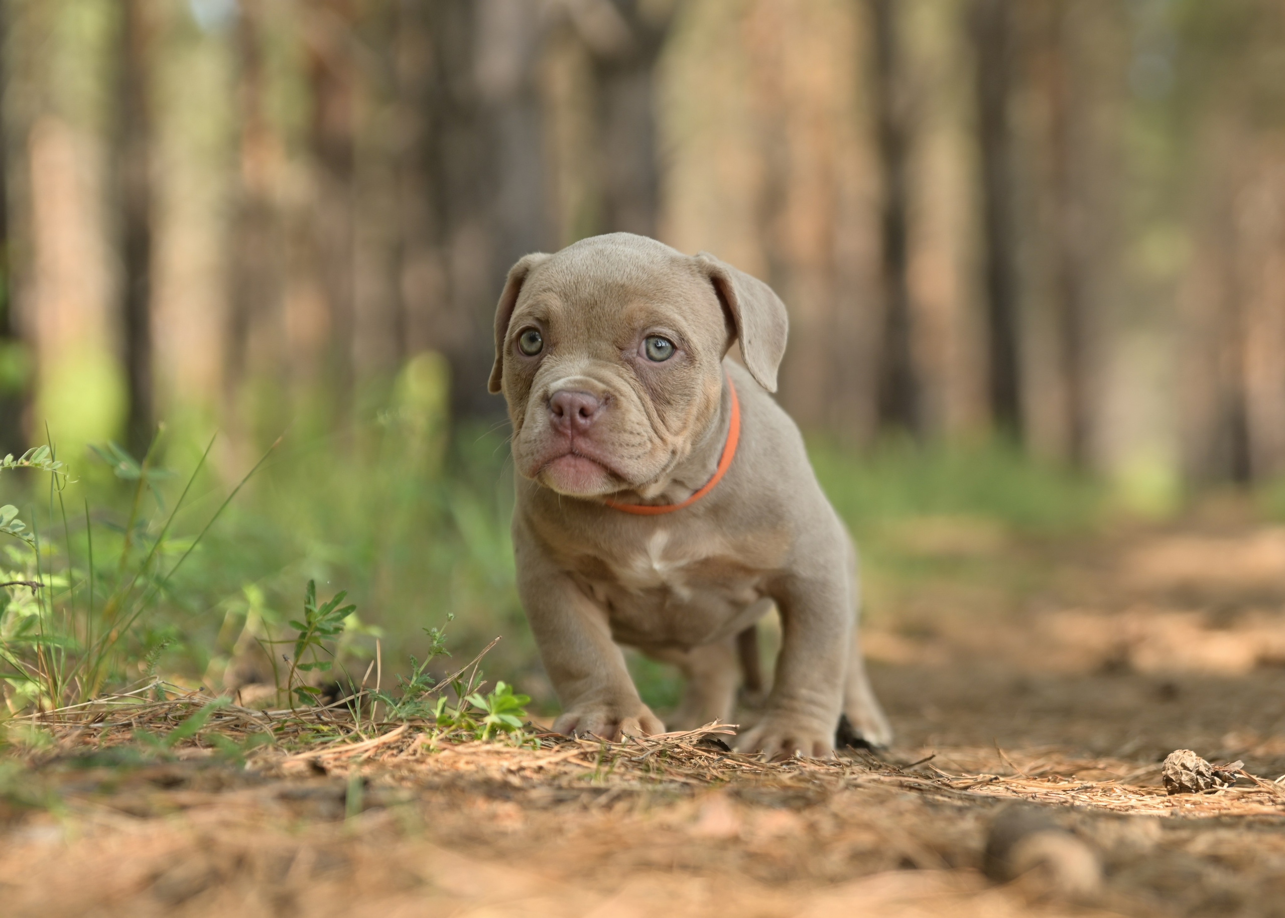 Свободные щенки Американский Булли в Иркутске. Питомник собак Иркутск