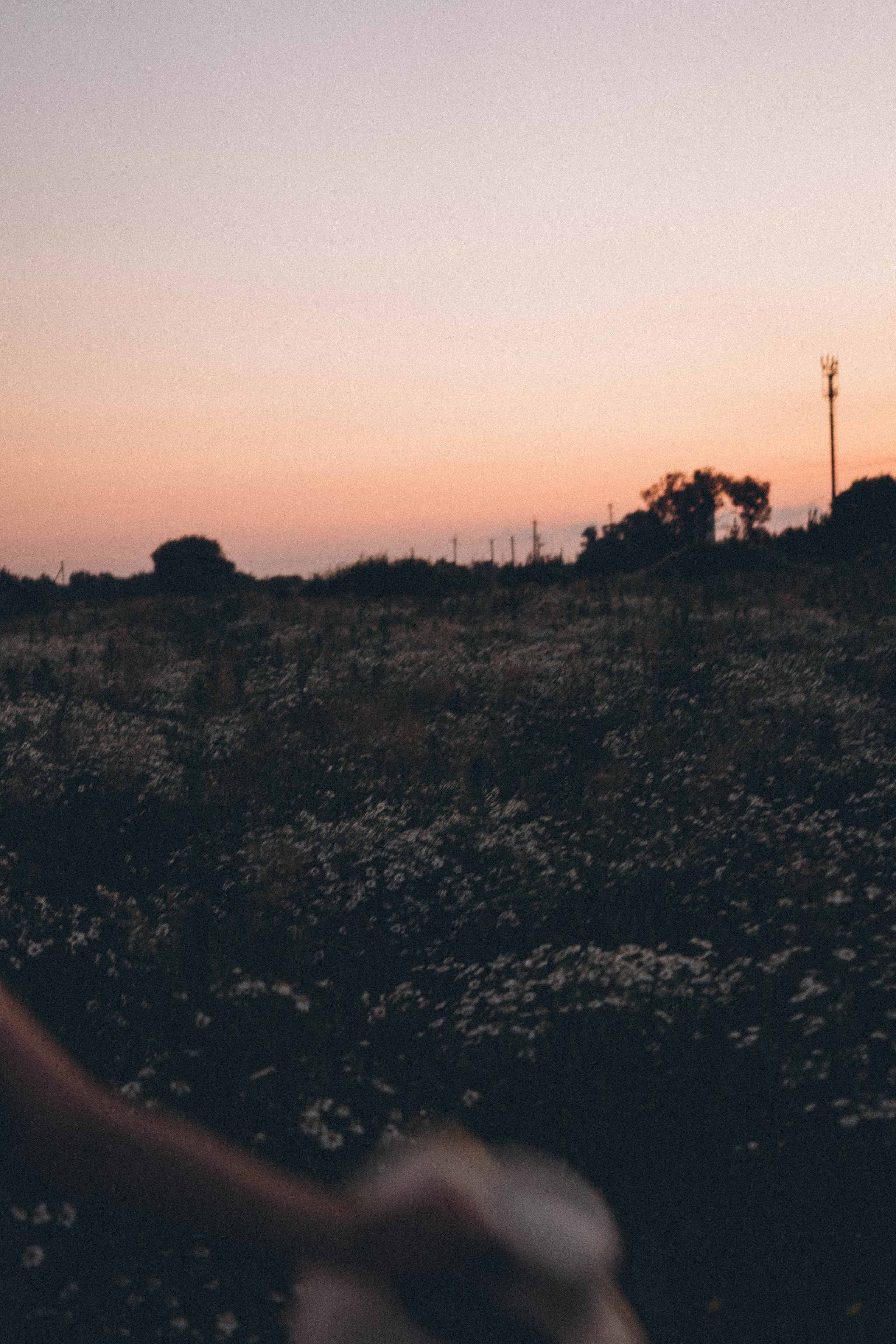 Ромашковое поле. Профессиональный фотограф, Санкт-Петербург — Виктория Богомолова
