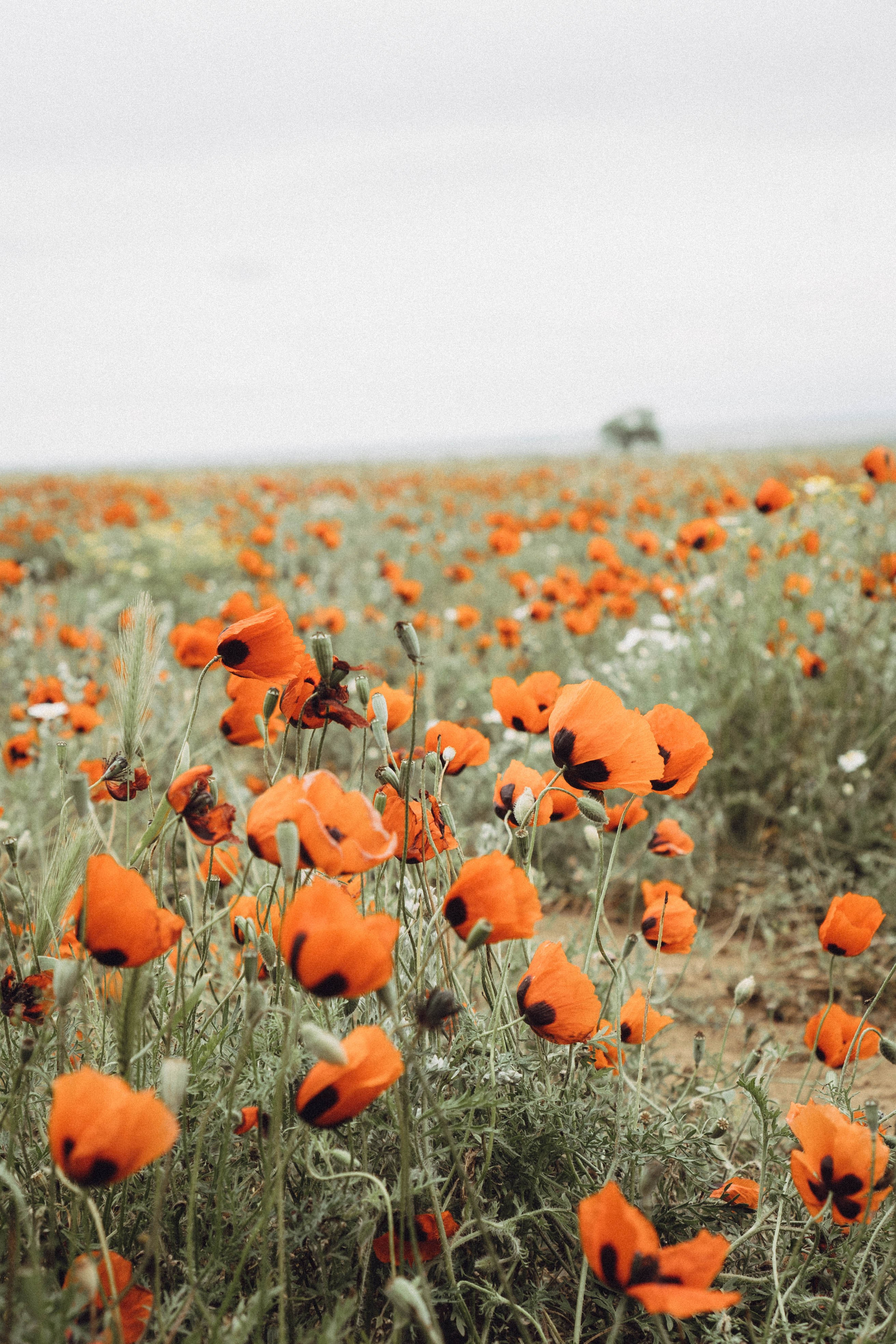 Кавказ. Профессиональный фотограф, Санкт-Петербург — Виктория Богомолова