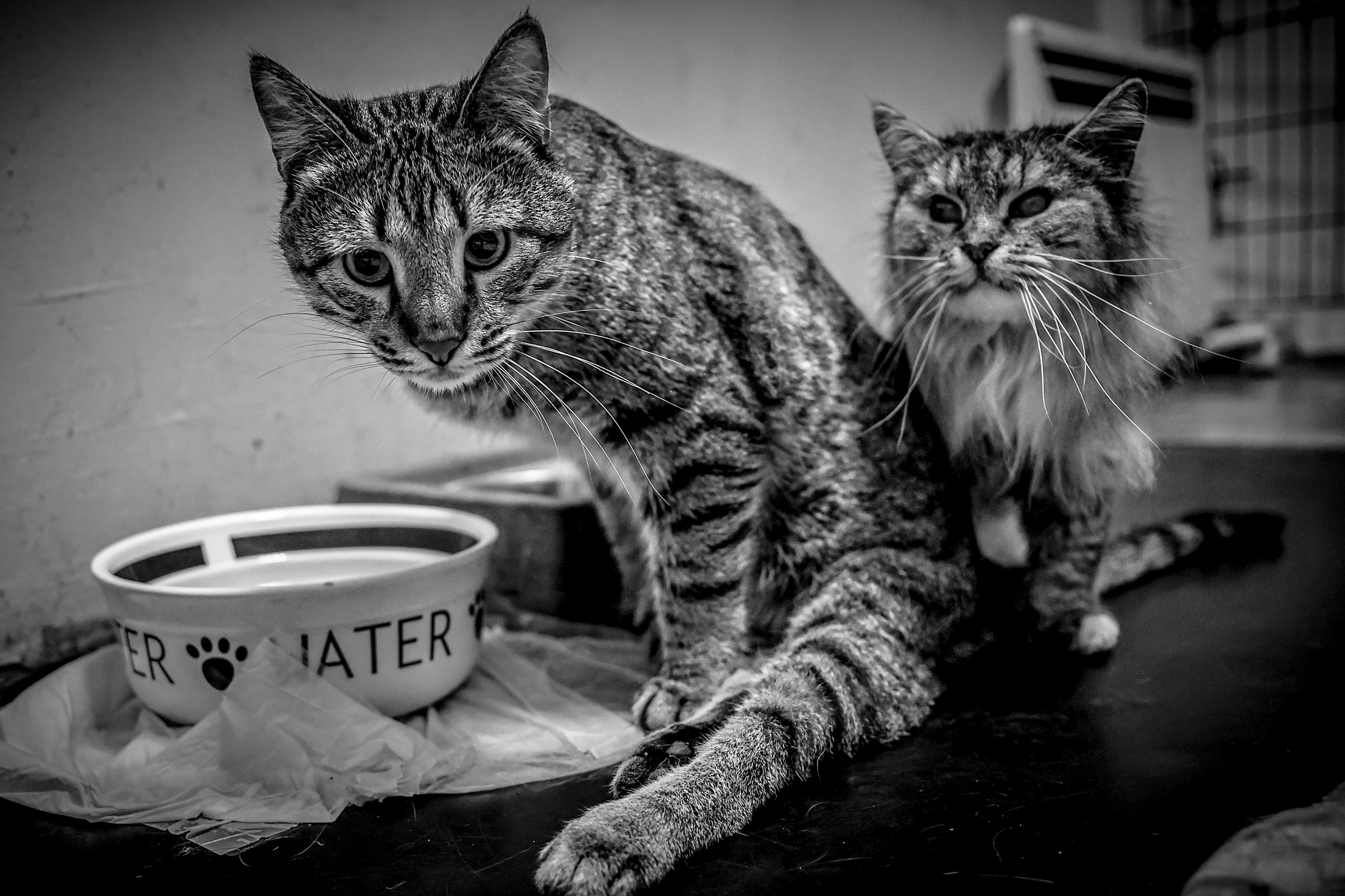 МУР КОША. Ekaterina Ageeva