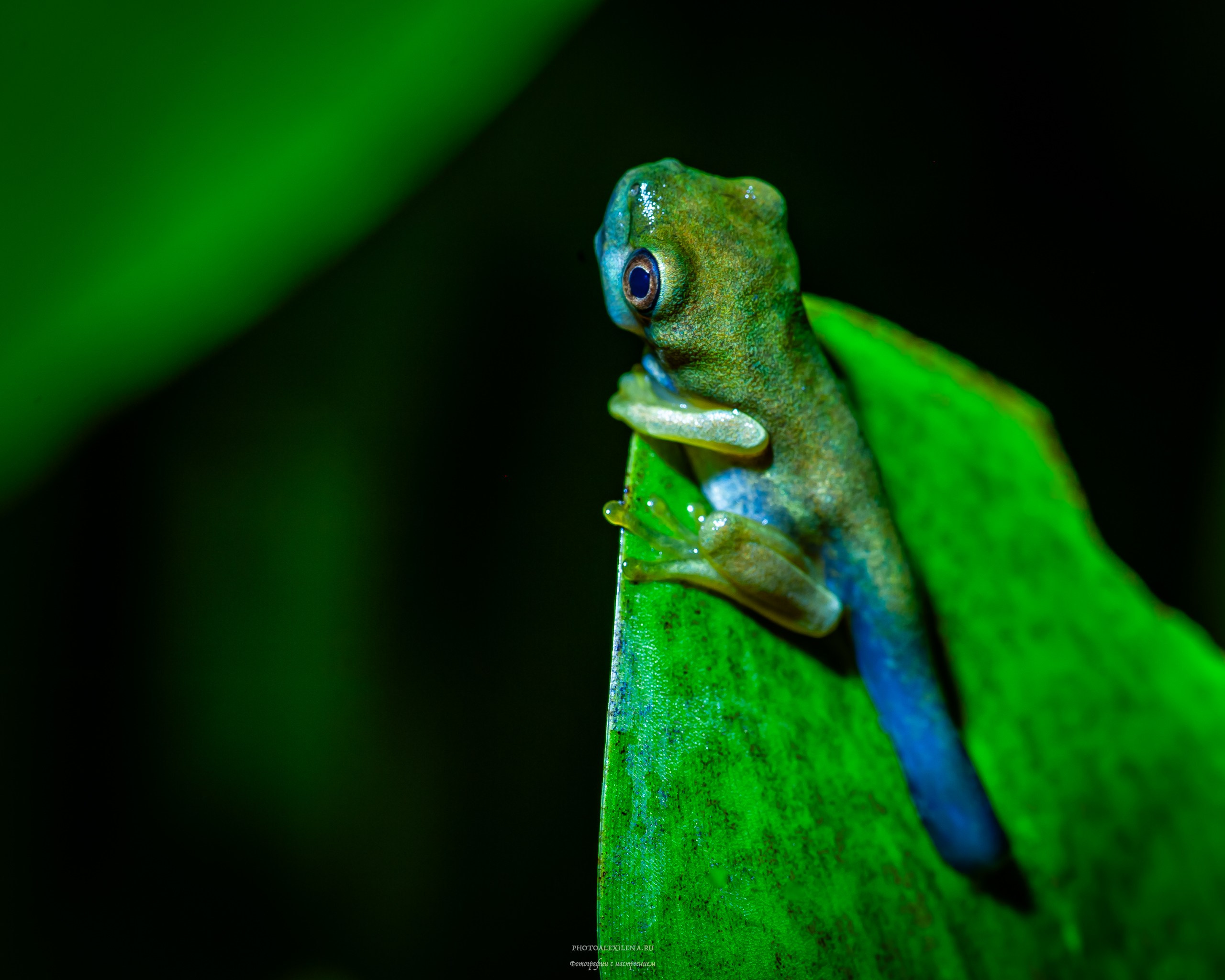 Все оттенки зелёного. Авторские стильные фотокартины