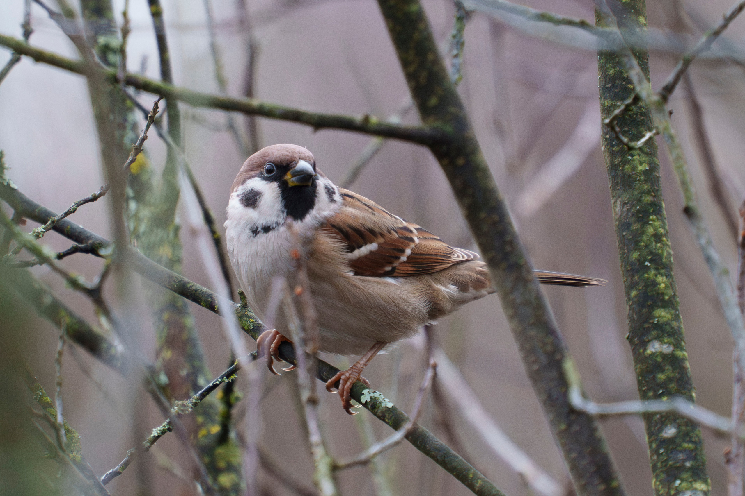 Animals — Животные