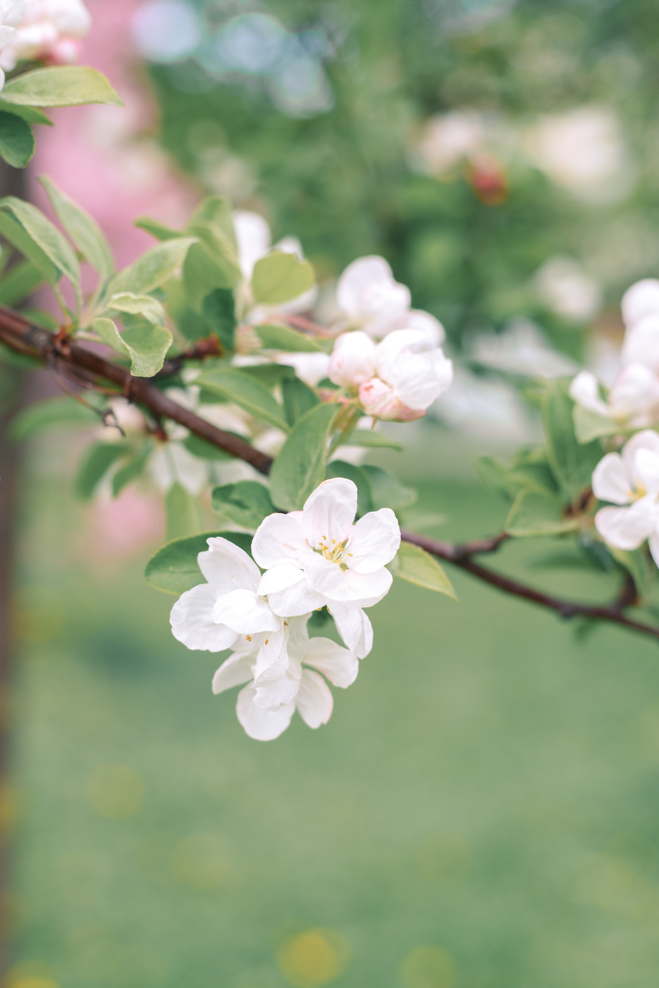 Фотосессия для детей Яблоневый сад. Фотограф в Санкт-Петербурге, Анна Скворцова