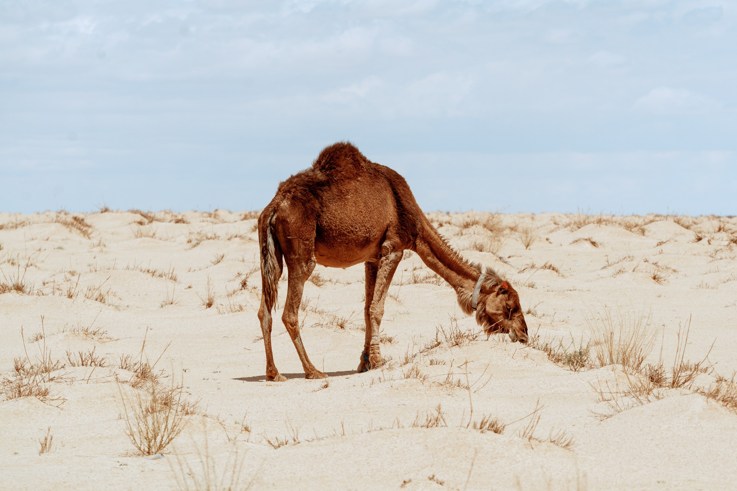 Северная Африка: Тунис, Марокко. Фотограф в Хабаровске. Фотография за 24 часа