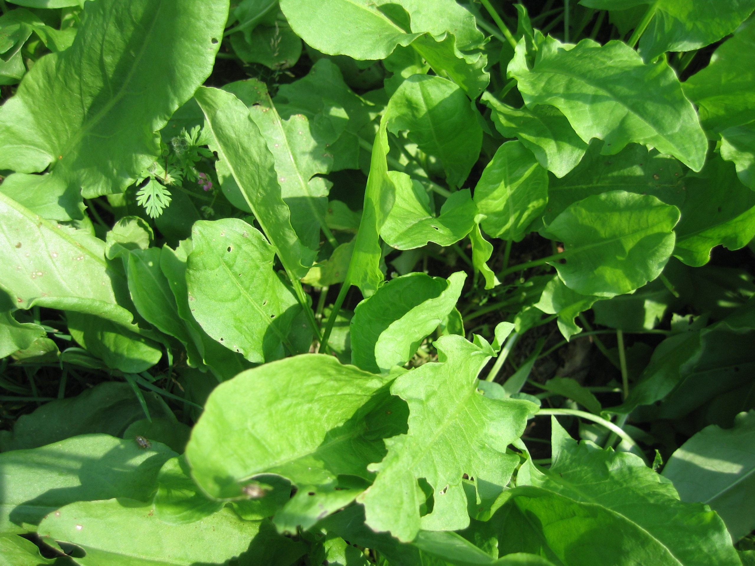 Зелёные листья растений, растущих на земле. Листья имеют разную форму и размер. Свет падает на листья, создавая тени.