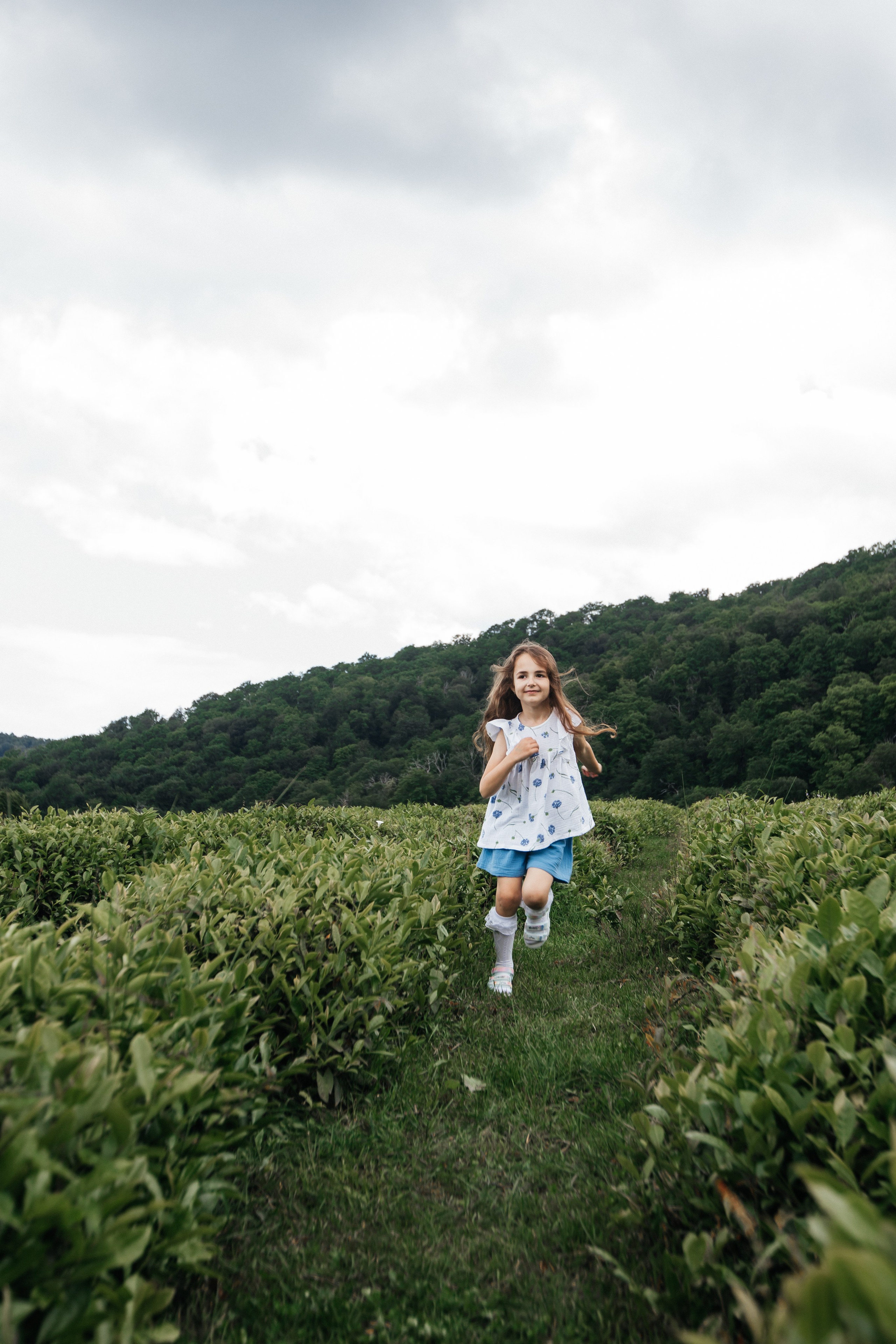 Tea plantation. Efimova Model Agency