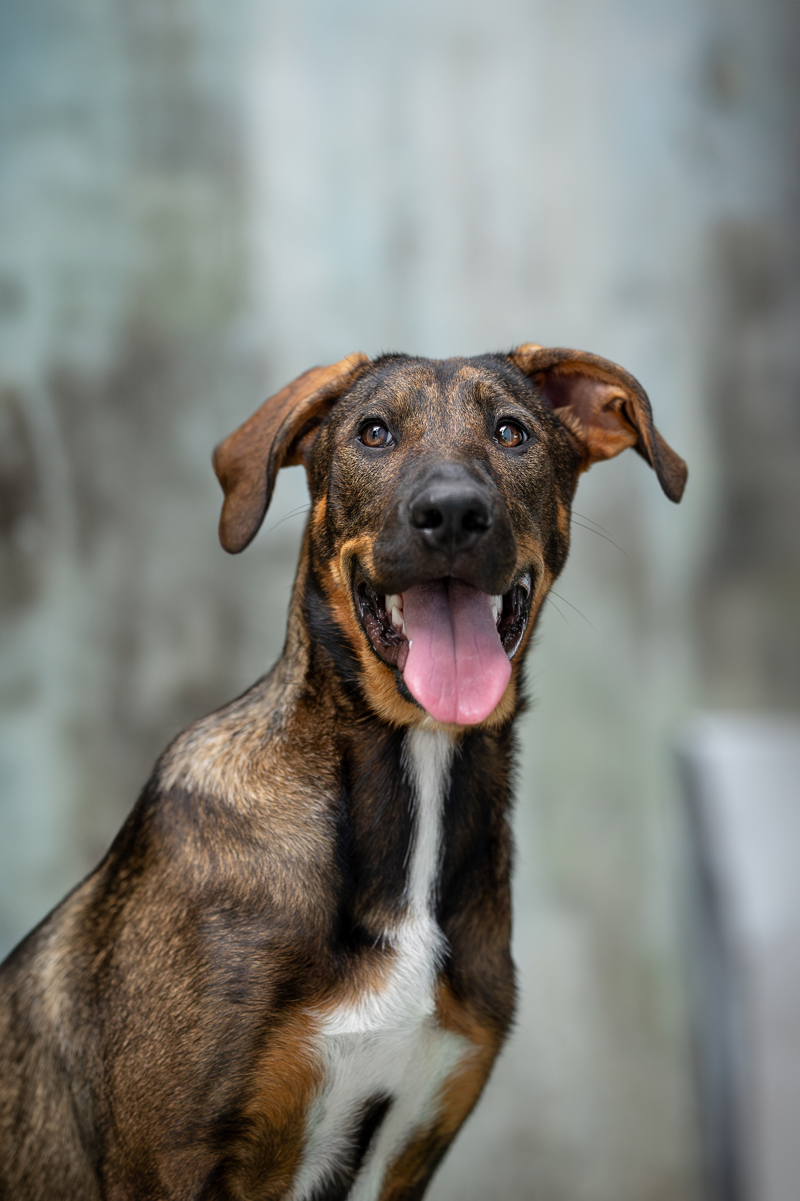 Мини-приют «Возрождение». Ирина Голомб|Фотограф-анималист в  Сочи и Калининграде