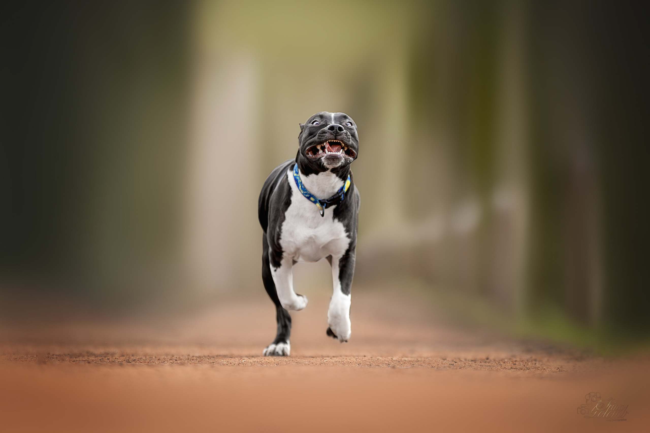 Афина и Мора, Стаффорды. Ирина Голомб|Фотограф-анималист в  Сочи и Калининграде