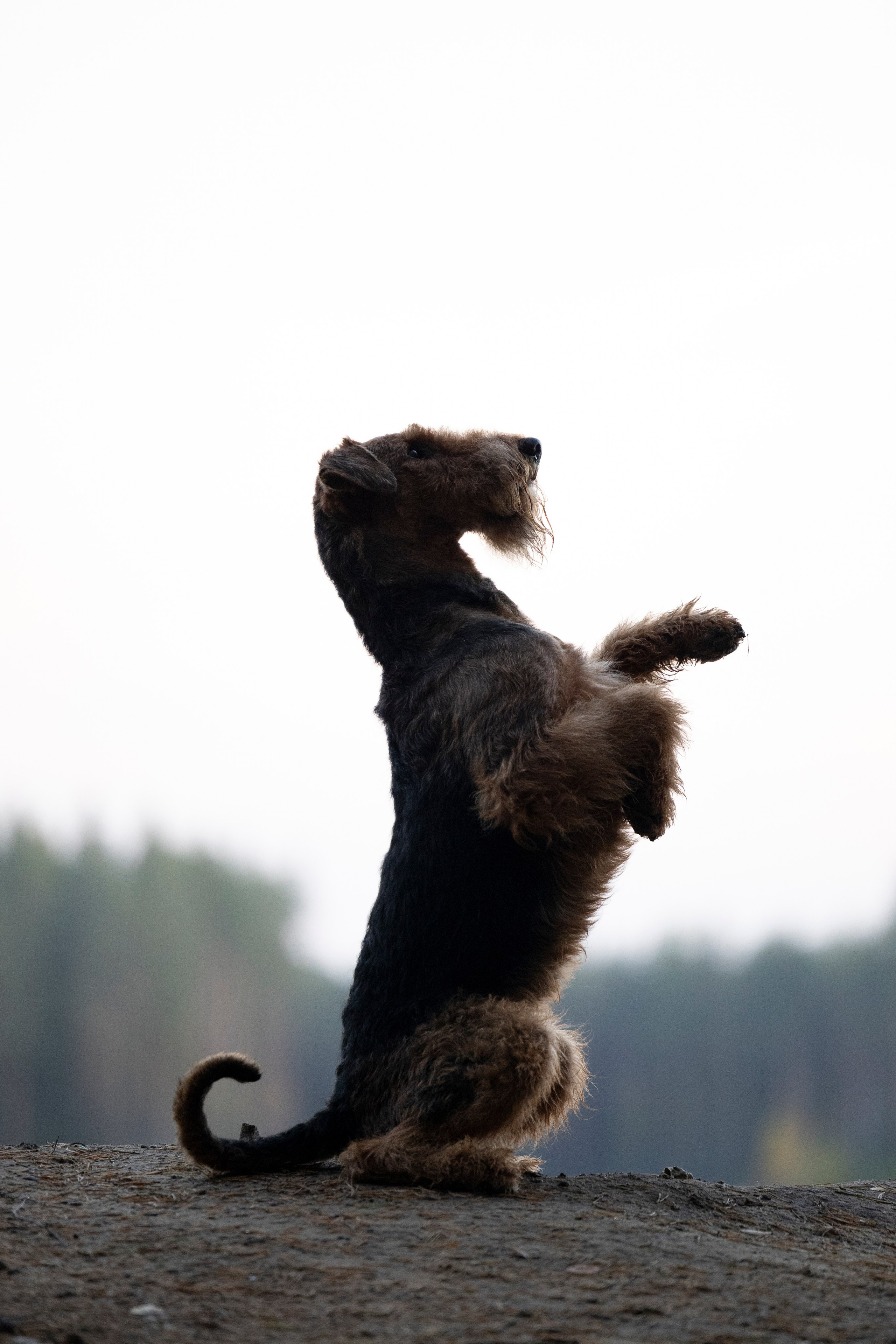 Харди. Фотограф-анималист Анна Маринич