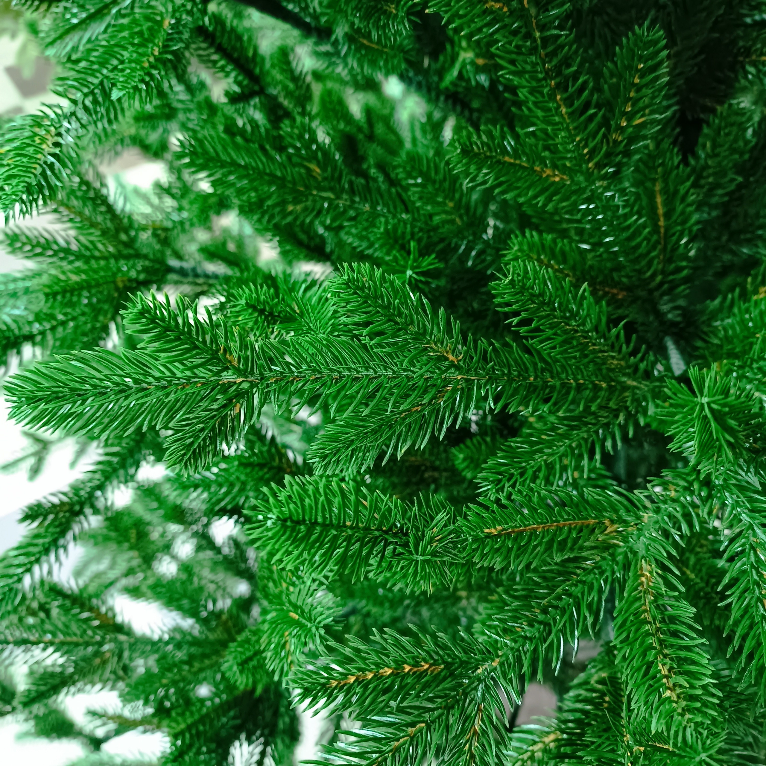 ПАРИЖАНКА. Elki_grodno