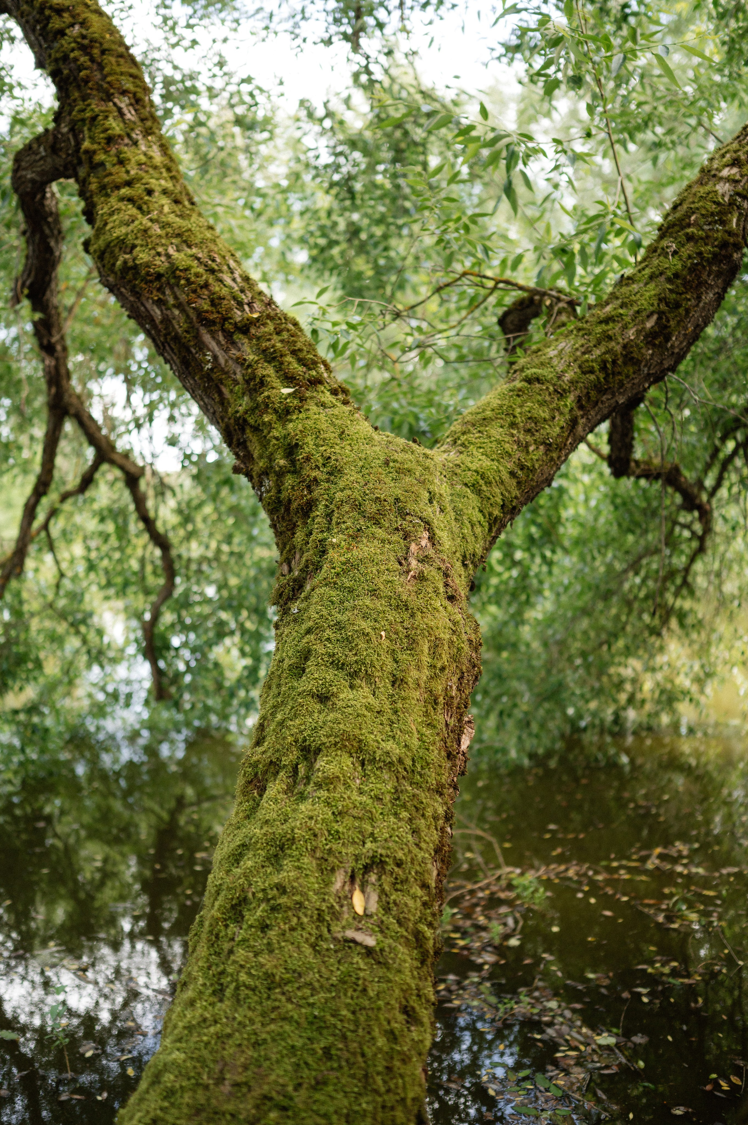 O&M. Свадебный фотограф Минск