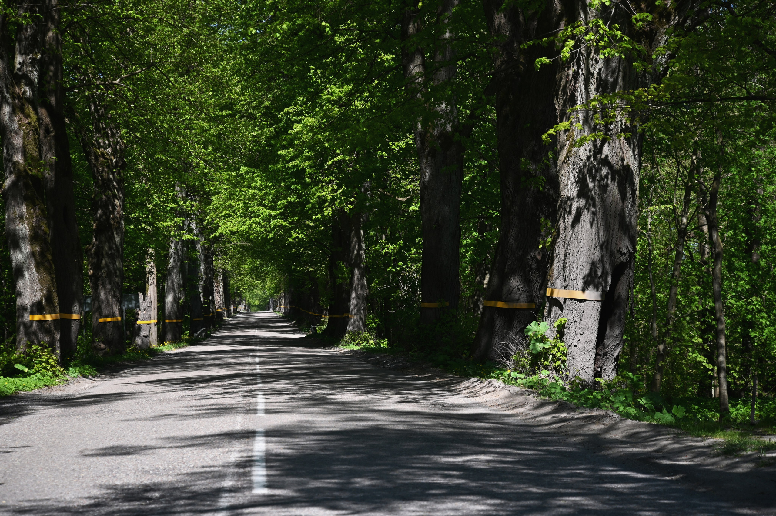 Пейзаж. Дмитрий Старков — фотограф