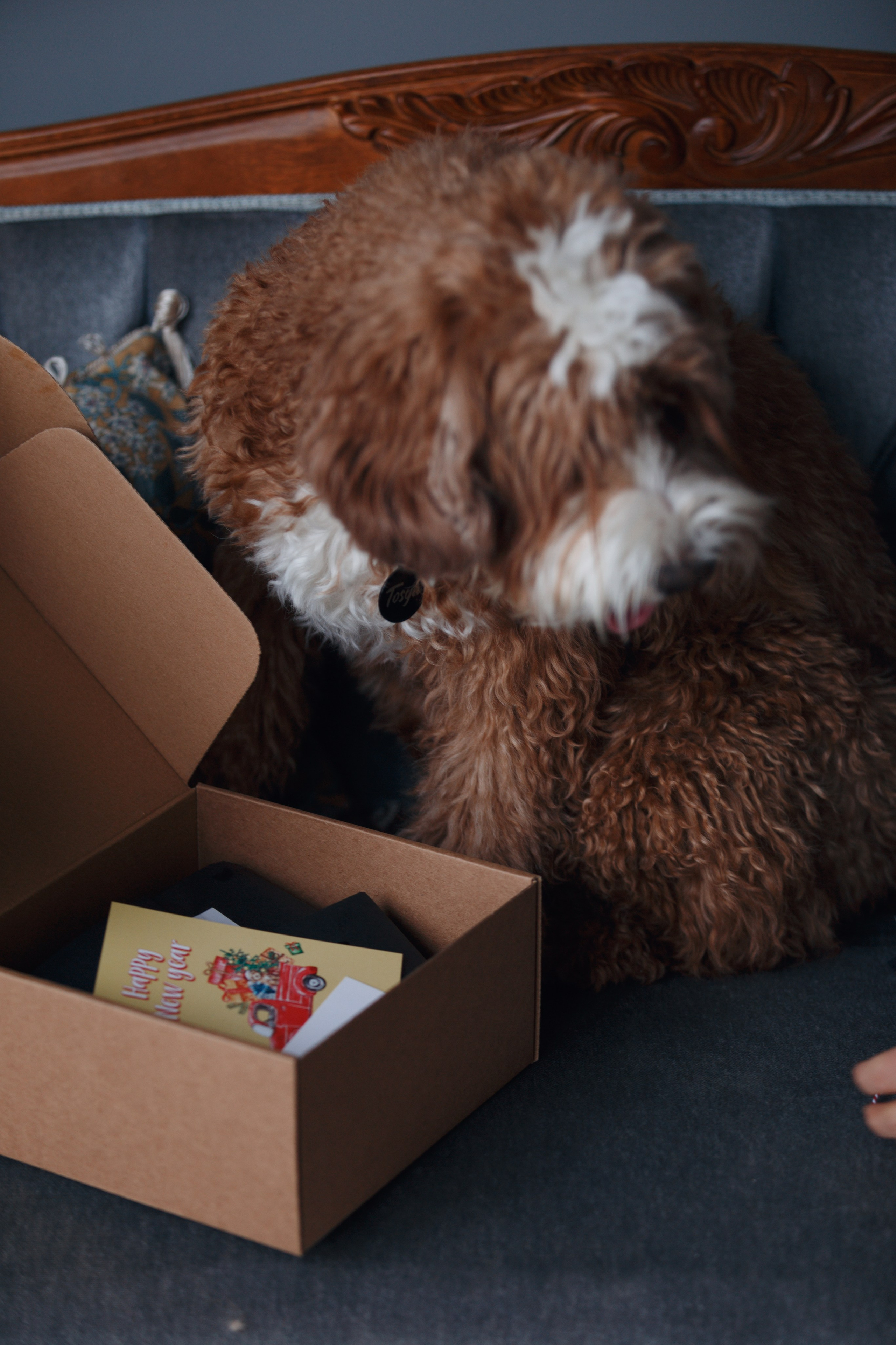 Bmbh лежанки и адресники. Фотограф анималист Кристина Карпова, Москва